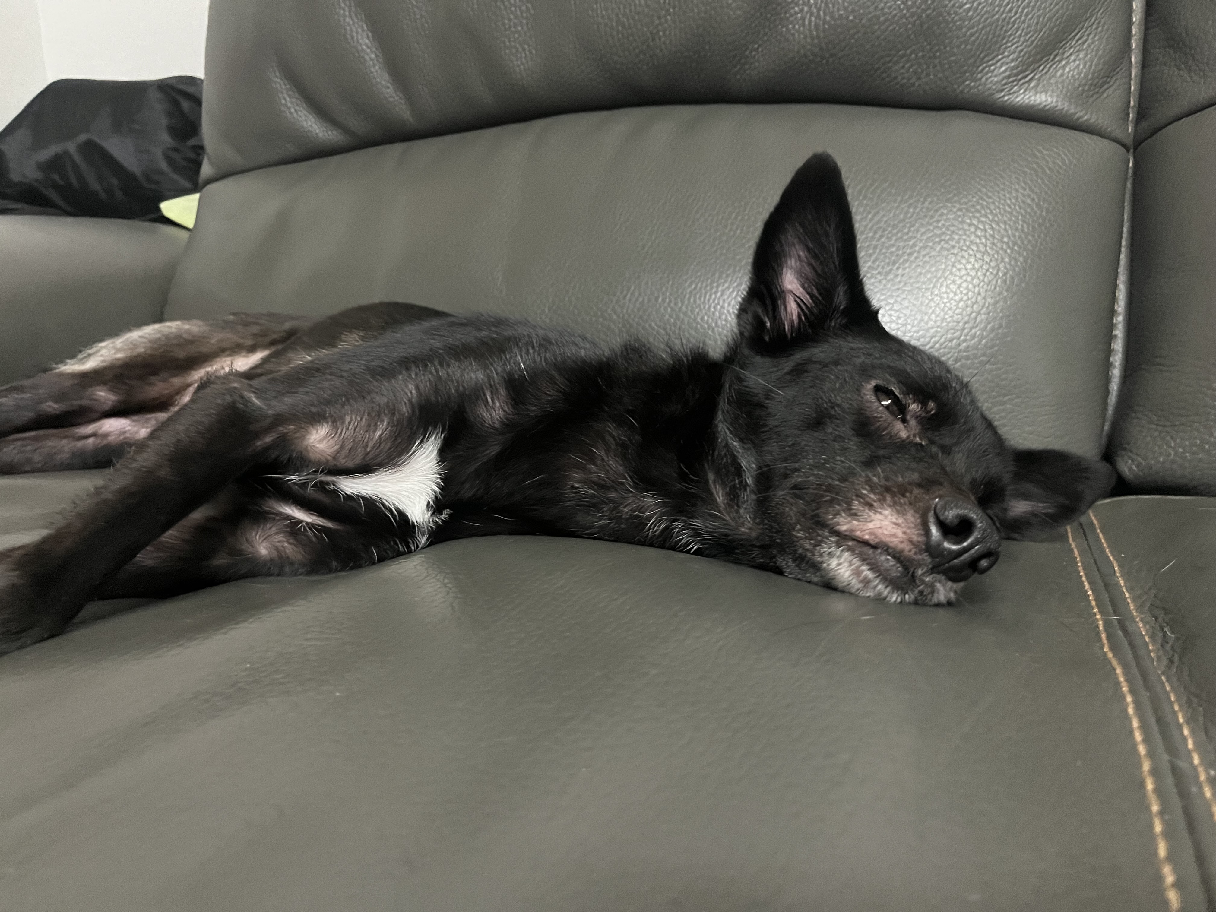 트러플(구 오렌지) 2년차 입양후기