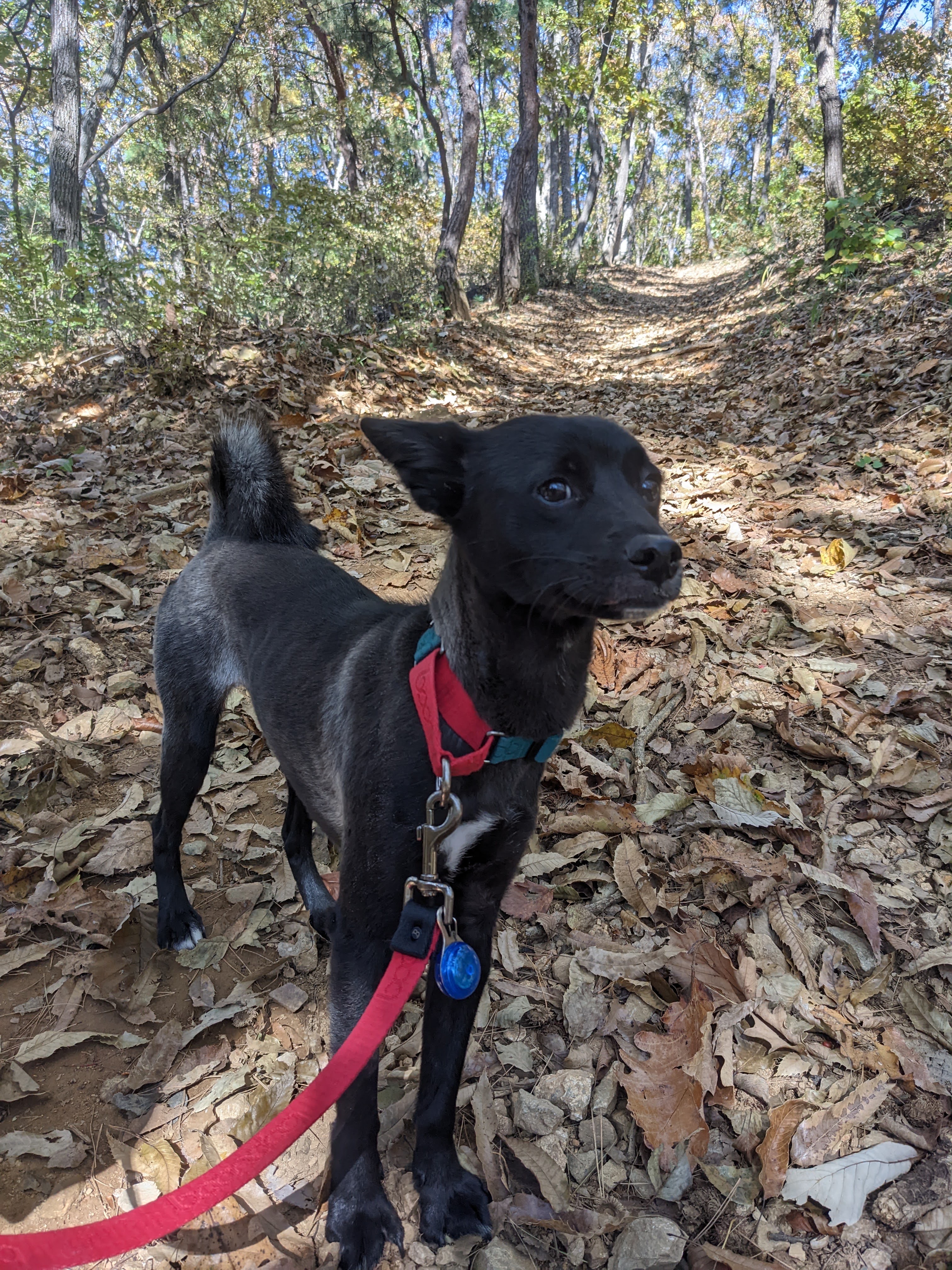 트러플(구 오렌지) 2년차 입양후기