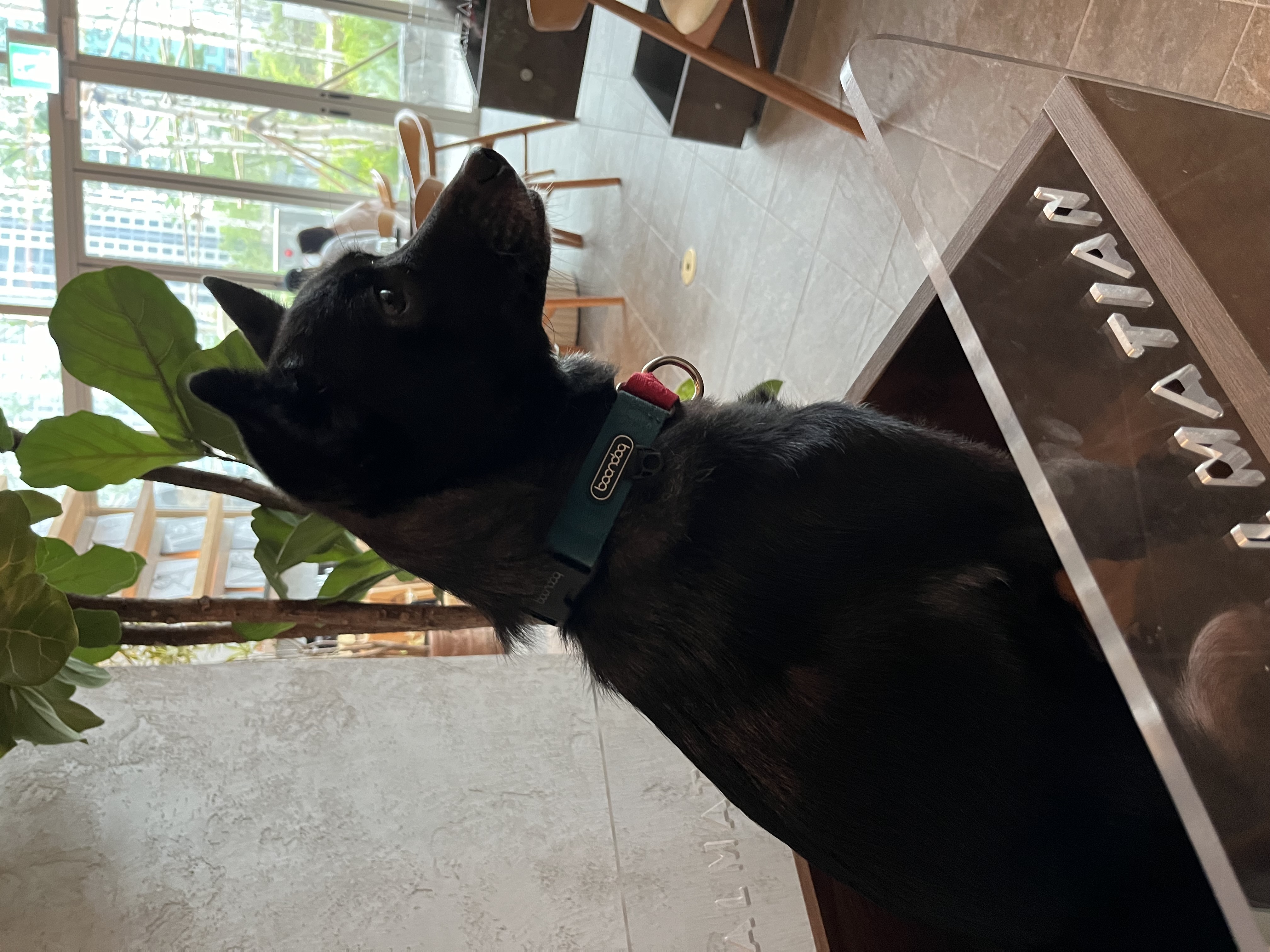 트러플(구 오렌지) 2년차 입양후기