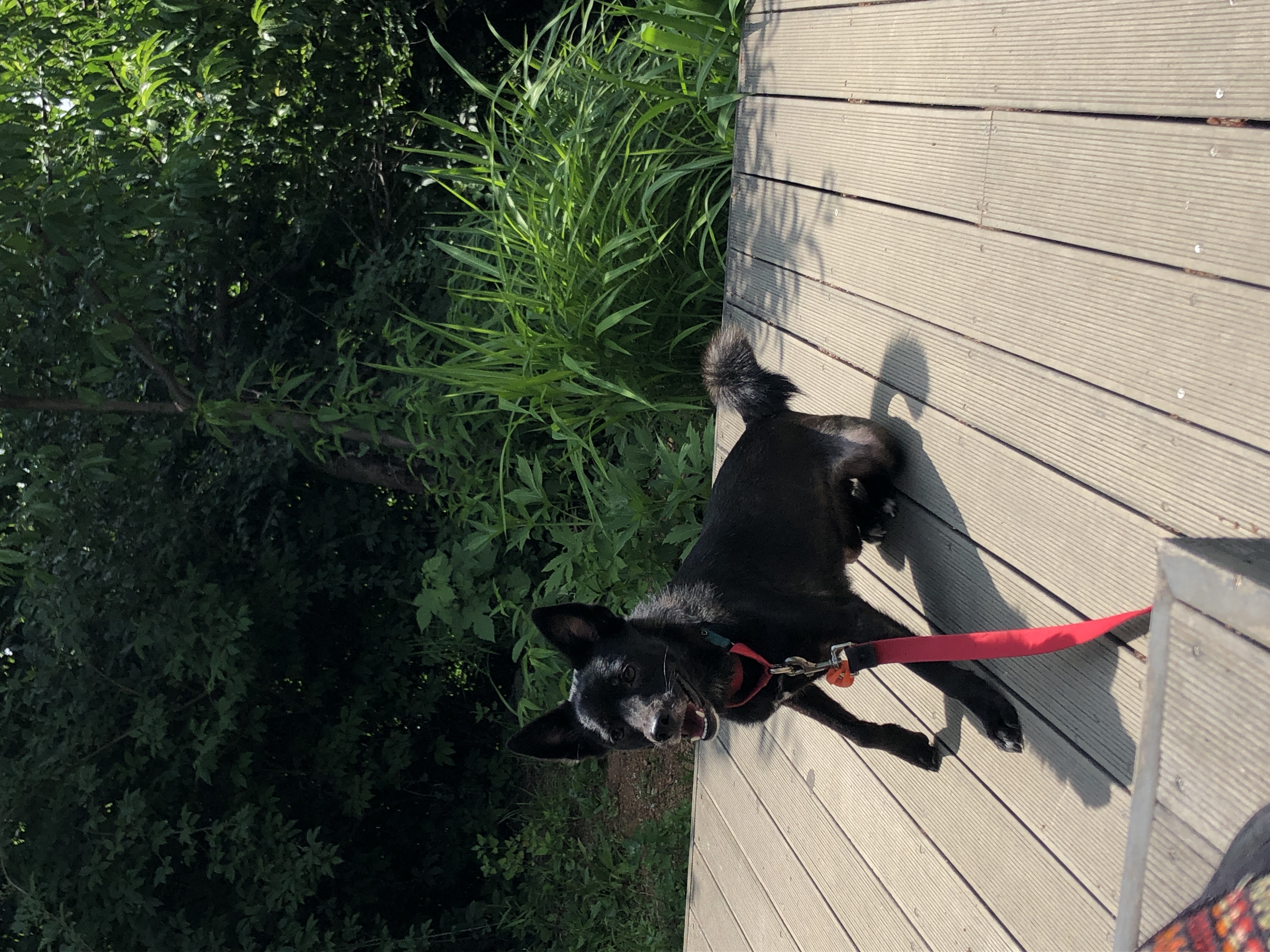 트러플(구 오렌지) 2년차 입양후기