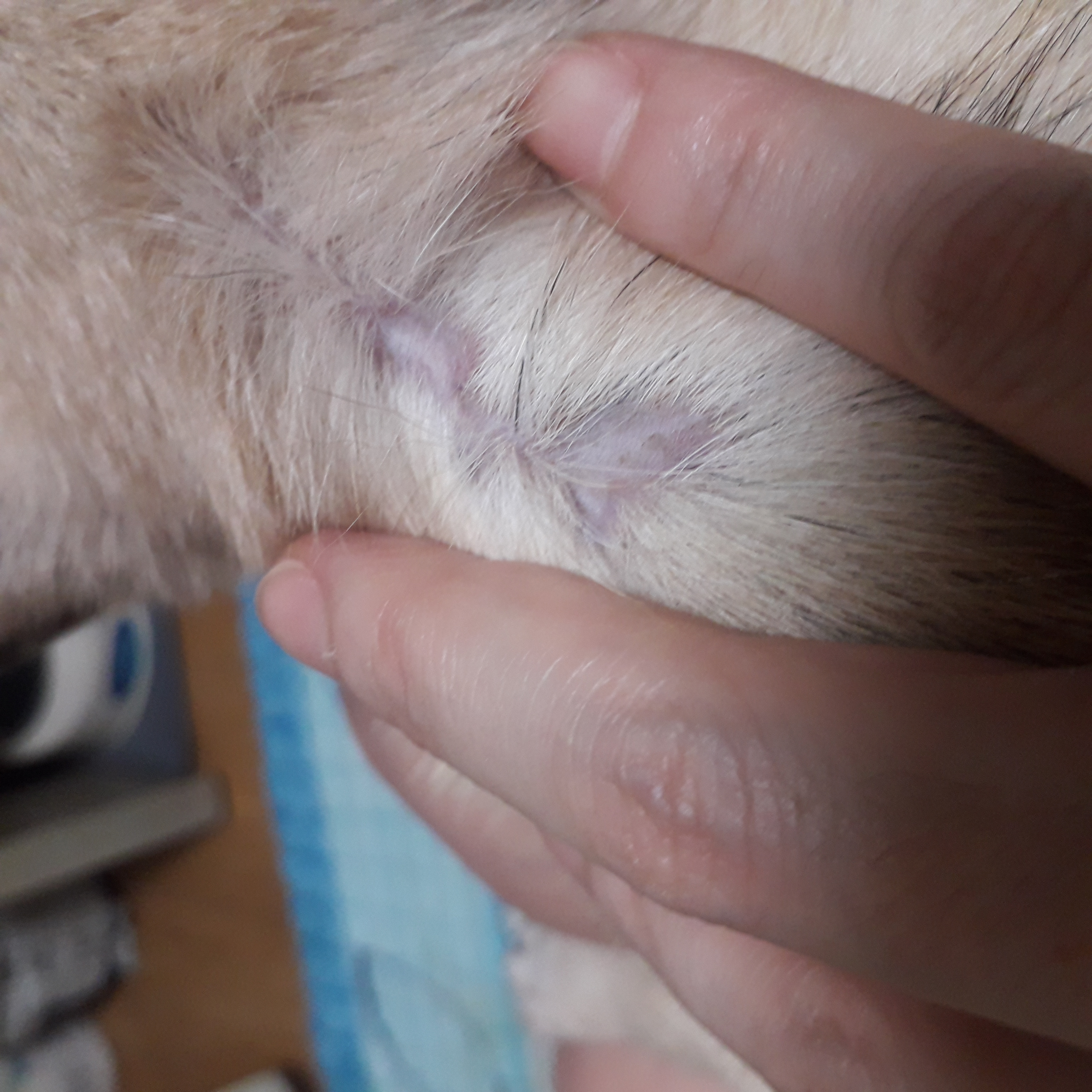 땅콩( 잎새 ) 벌써 1개월됬네요