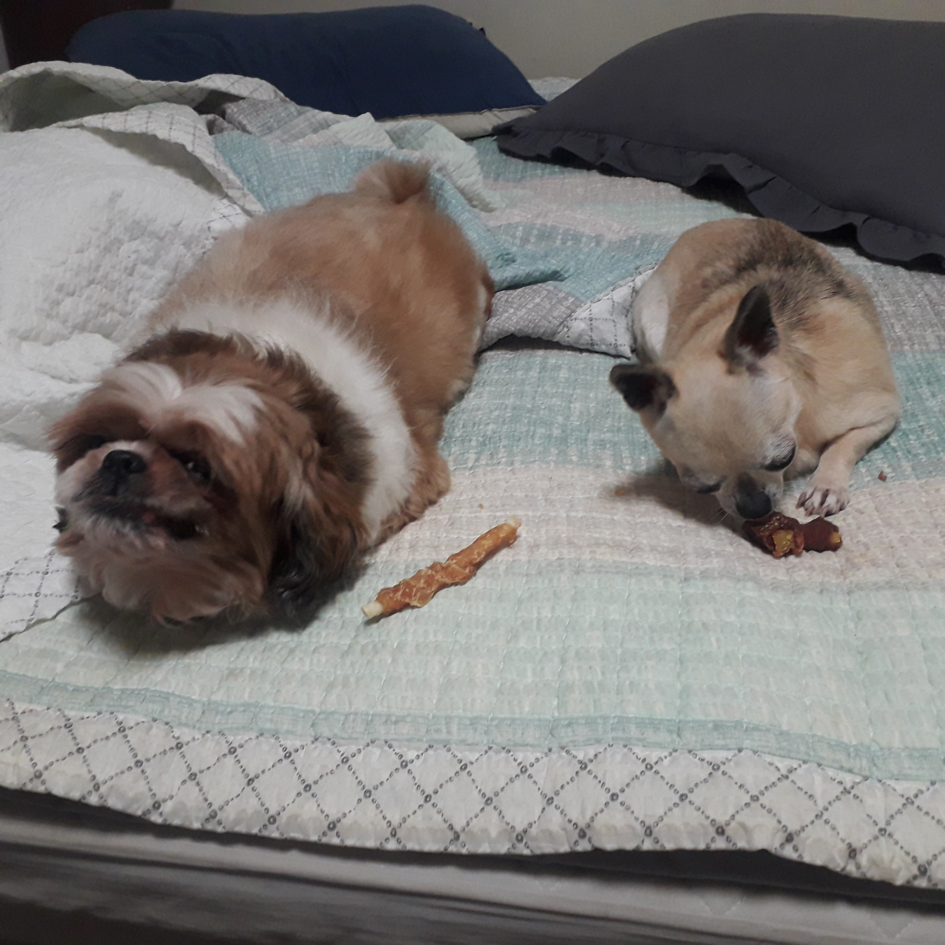 땅콩( 잎새 ) 벌써 1개월됬네요