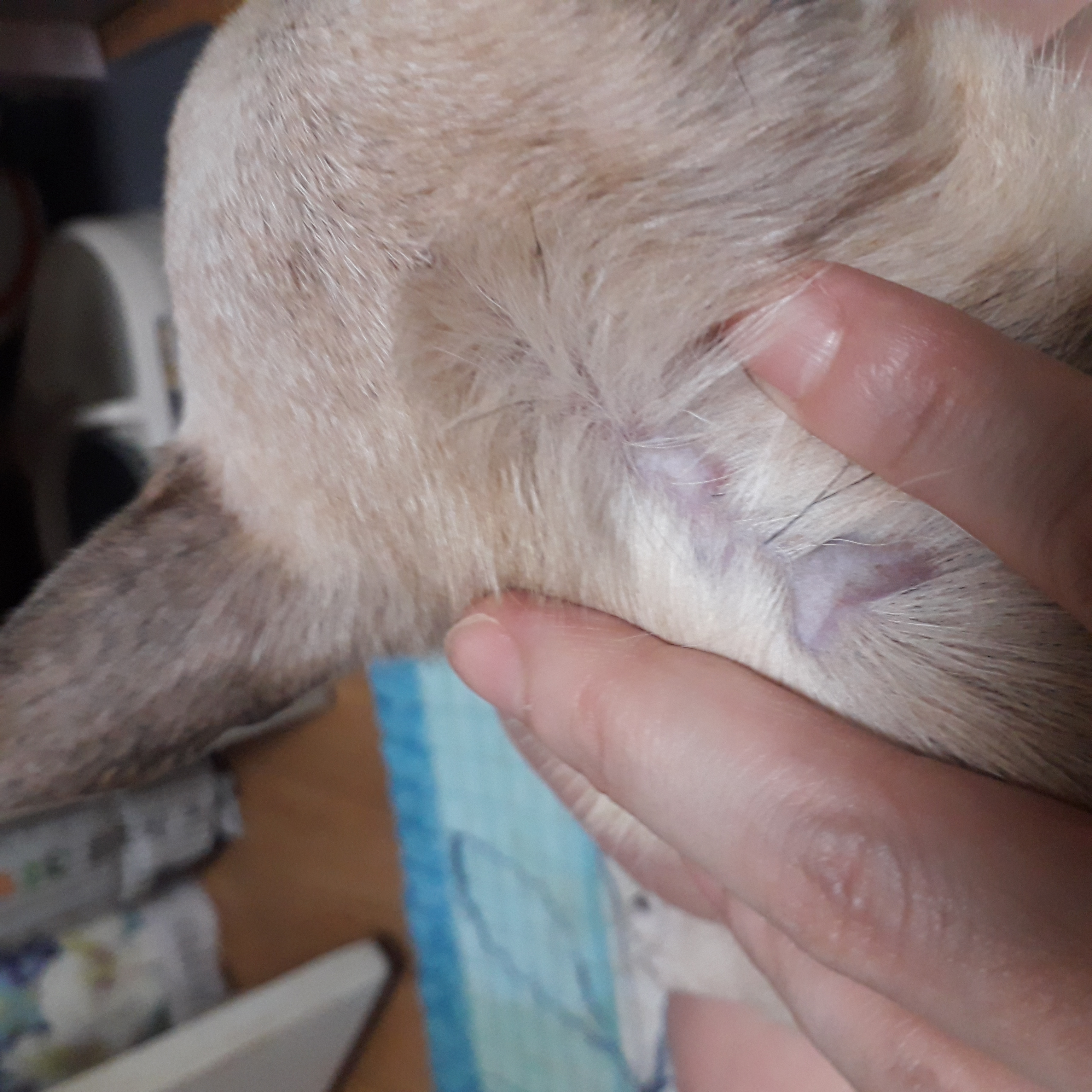 땅콩( 잎새 ) 벌써 1개월됬네요