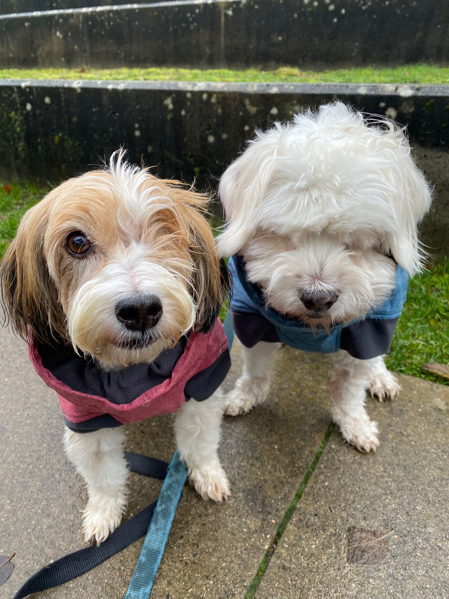 [해외입양] 캐나다 밴쿠버에서 전해온 '다정이' 소식💌