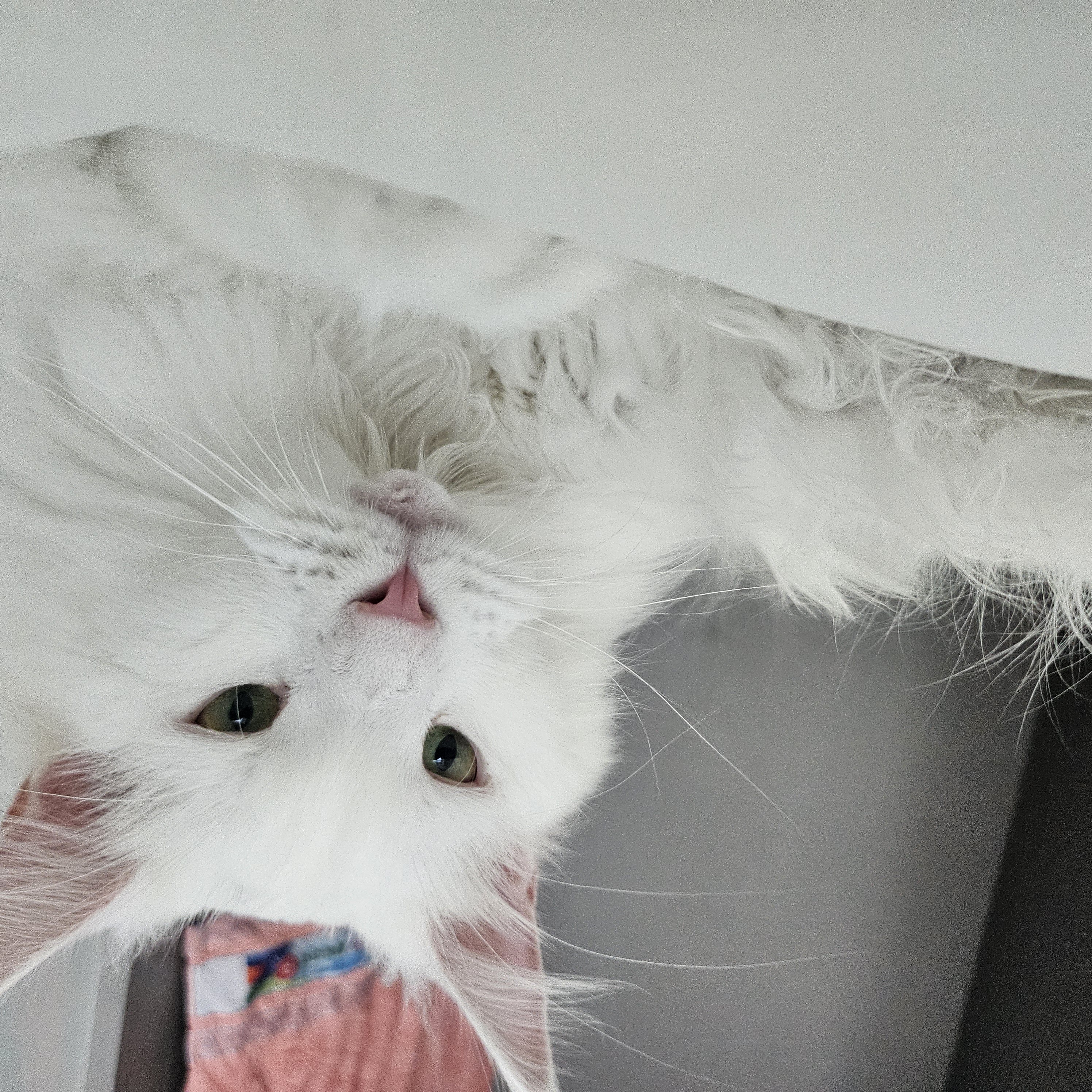 이순이(쟈냐) 입양 1년 후기