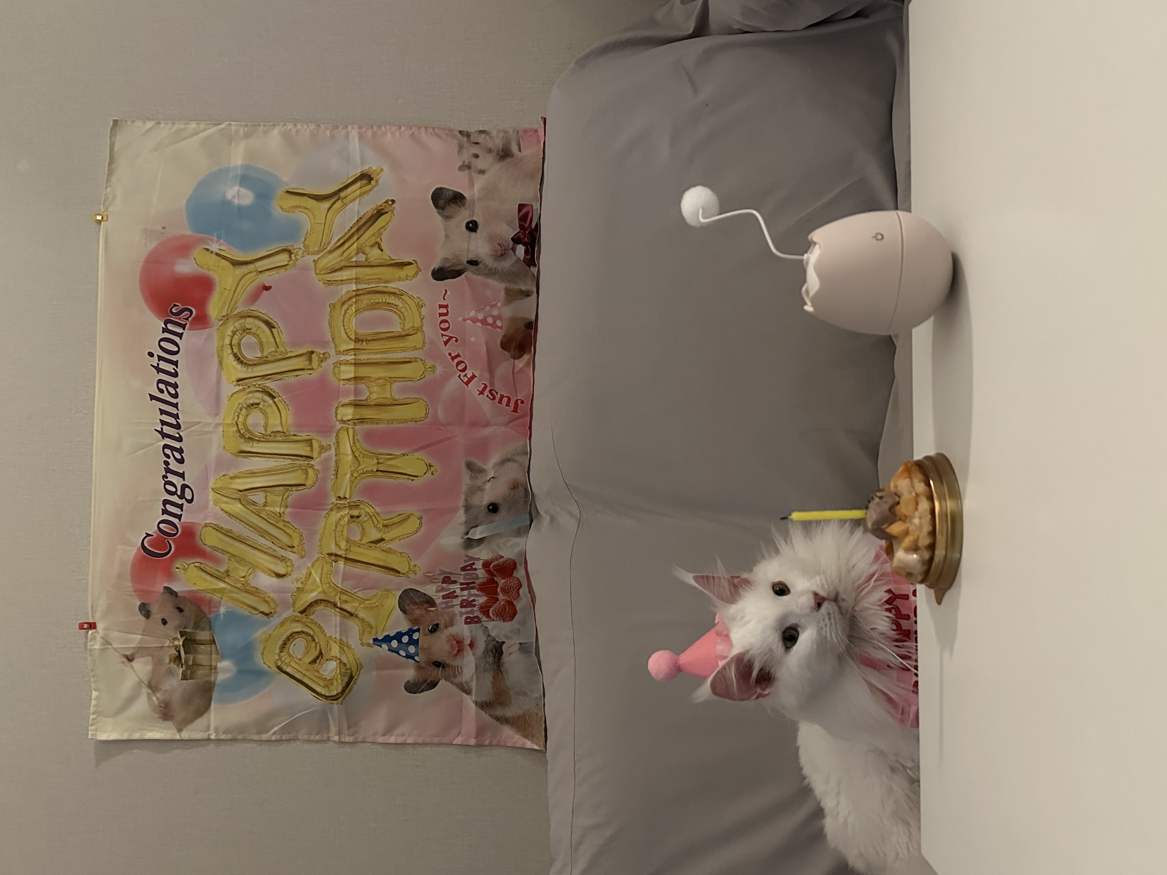 이순이(쟈냐) 입양 1년 후기