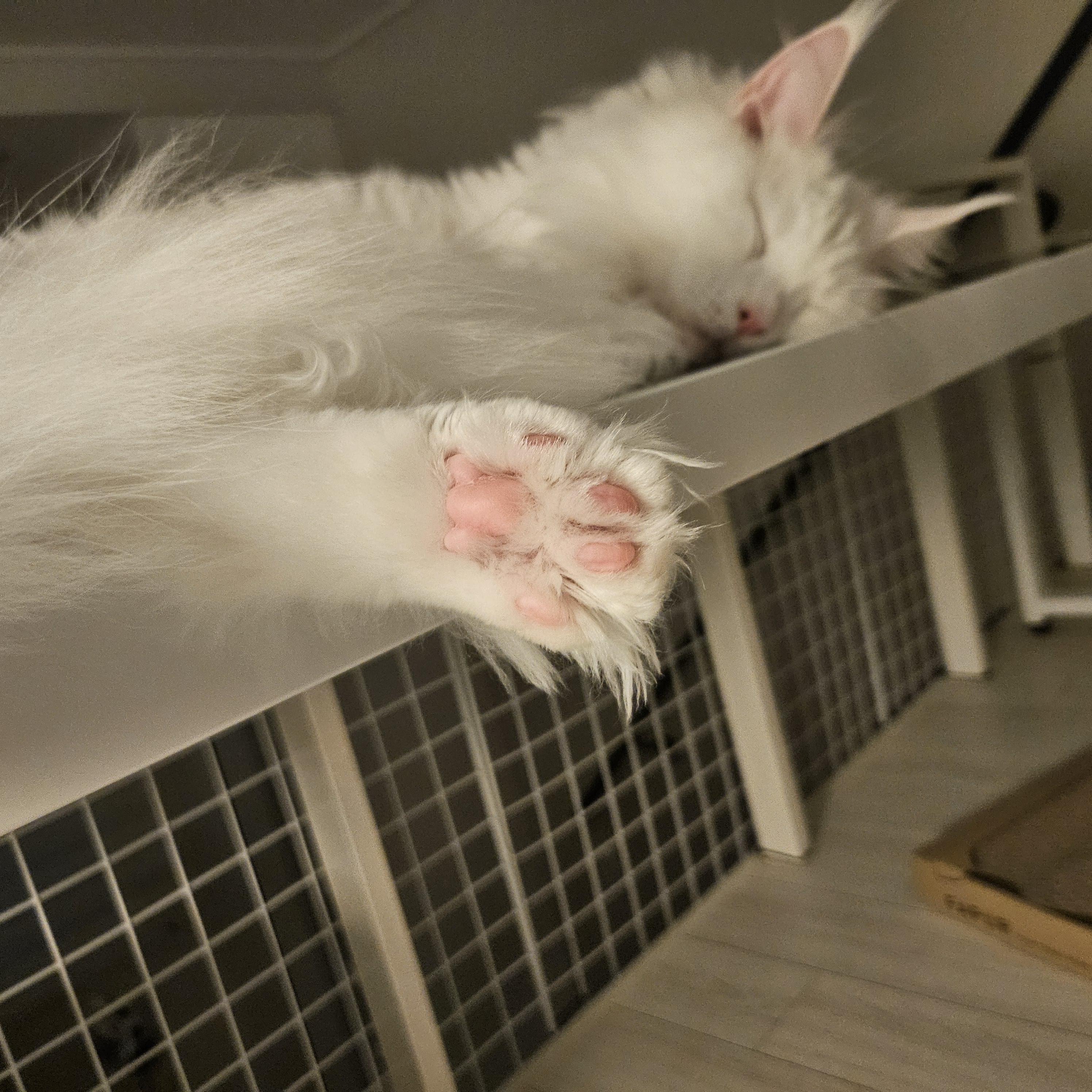 이순이(쟈냐) 입양 1년 후기