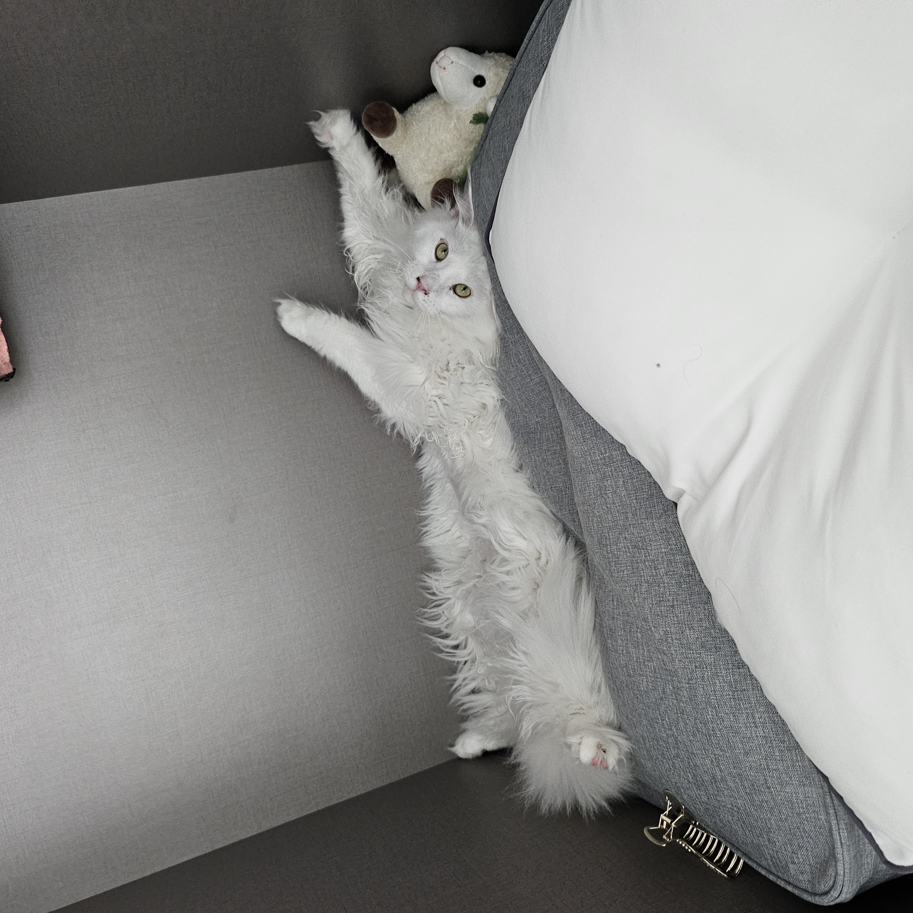 이순이(쟈냐) 입양 1년 후기