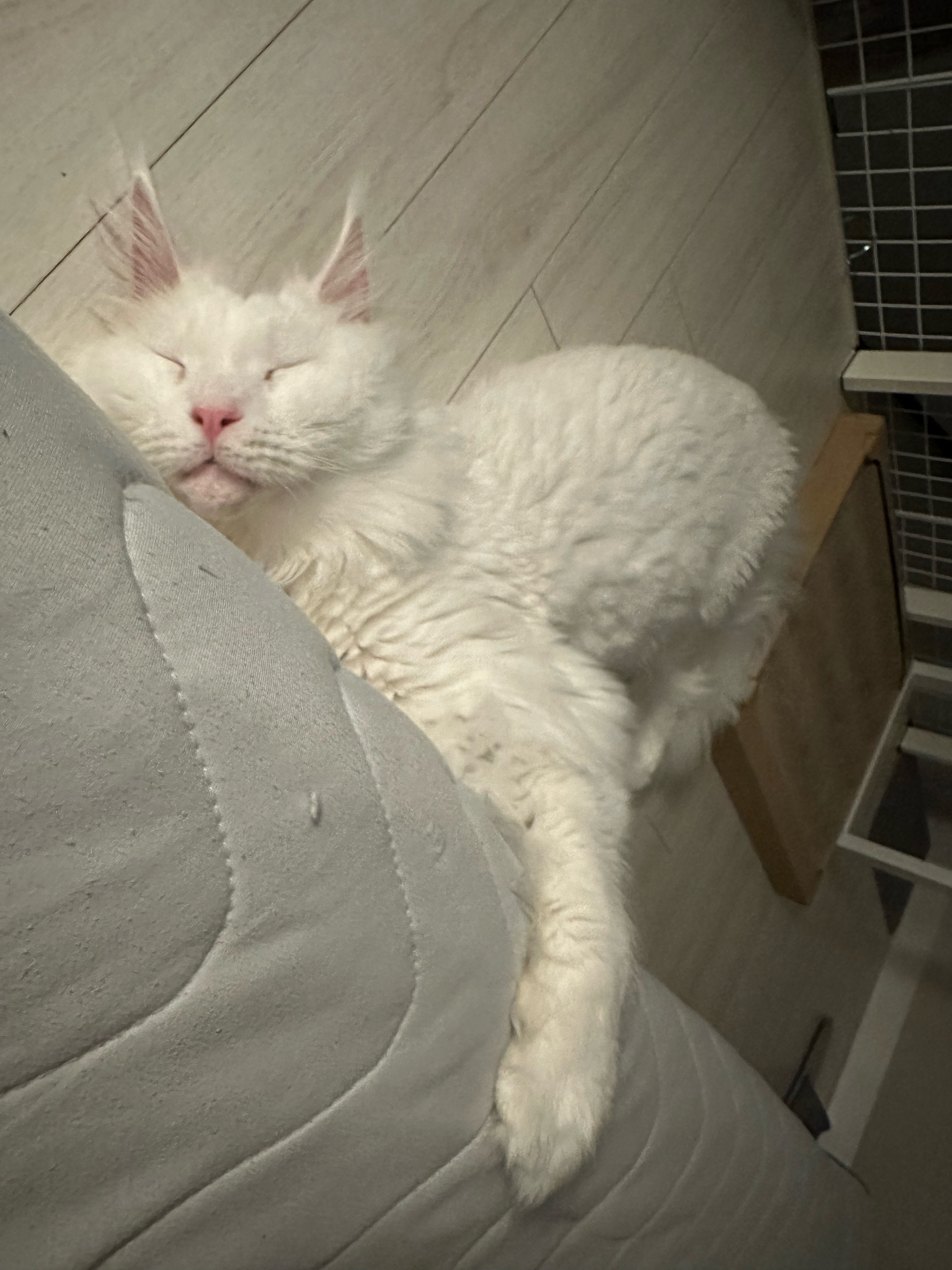 이순이(쟈냐) 입양 1년 후기