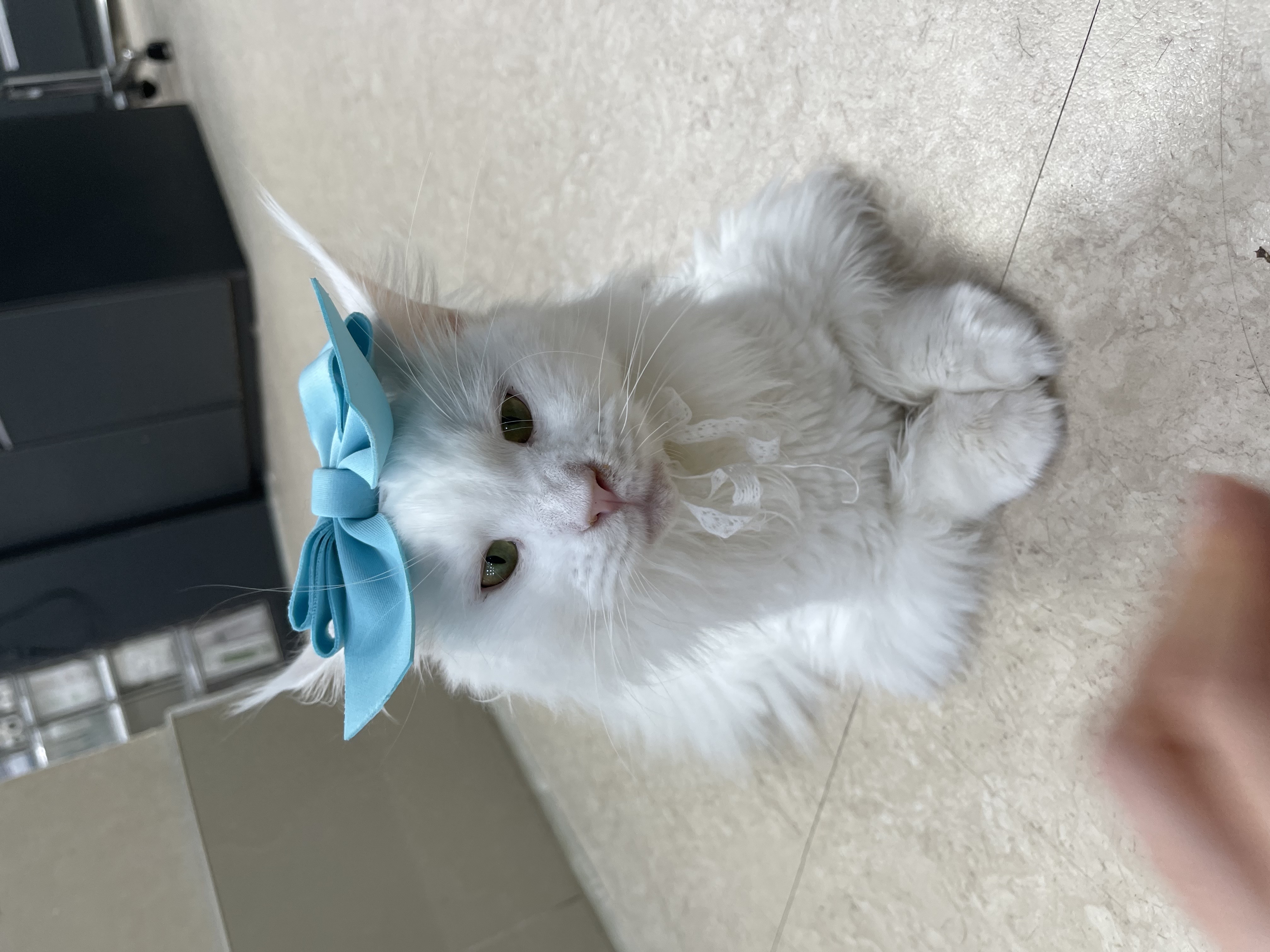 이순이(쟈냐) 입양 1년 후기