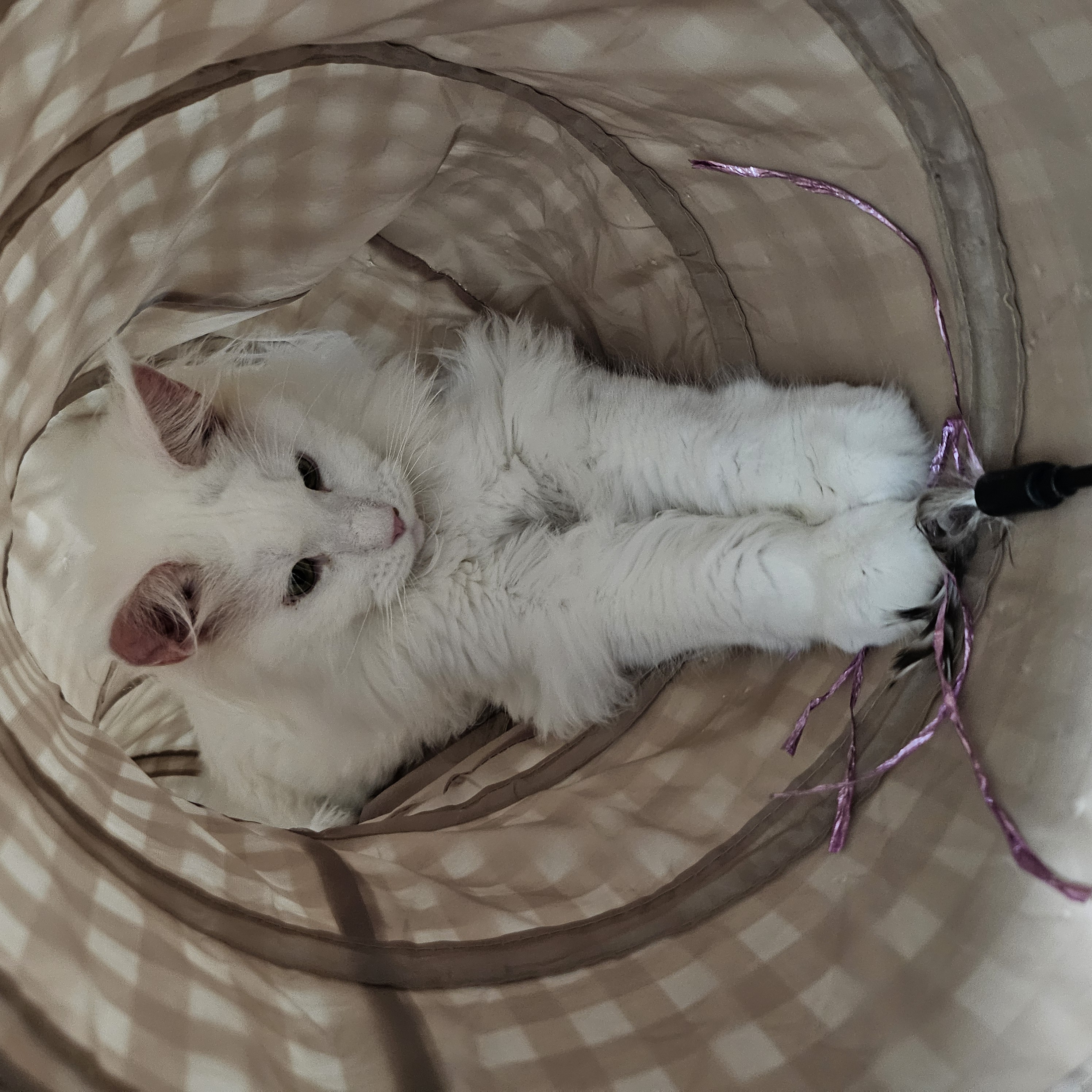 이순이(쟈냐) 입양 1년 후기