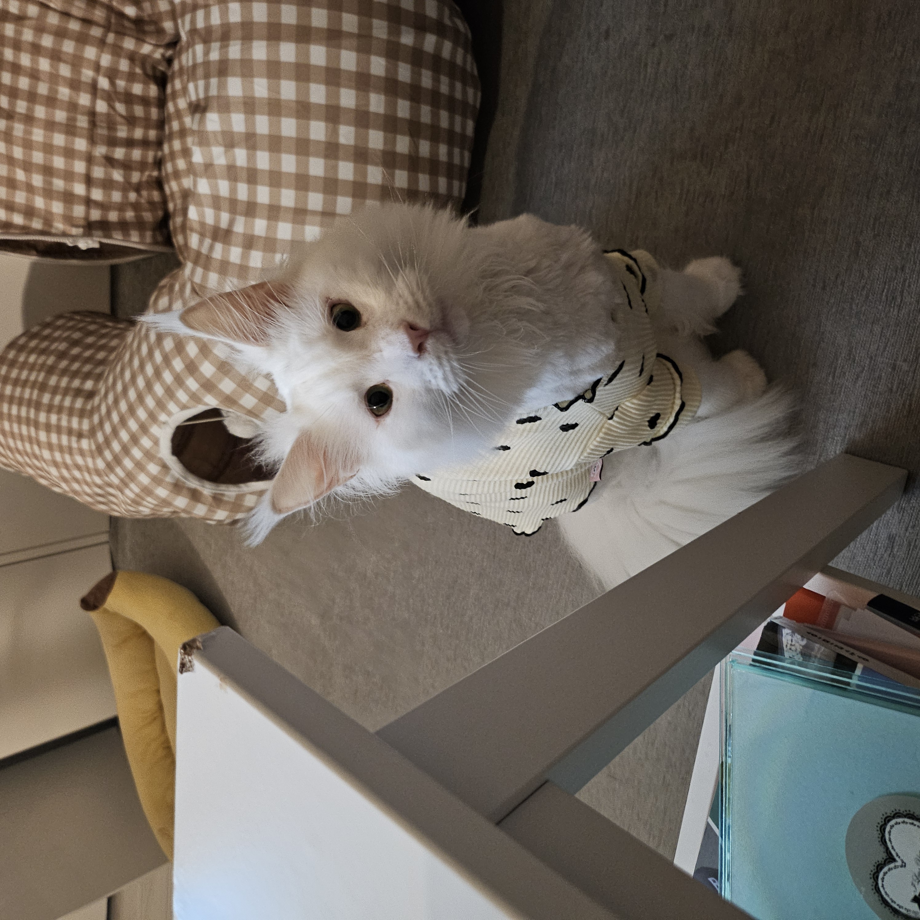 이순이(쟈냐) 입양 1년 후기