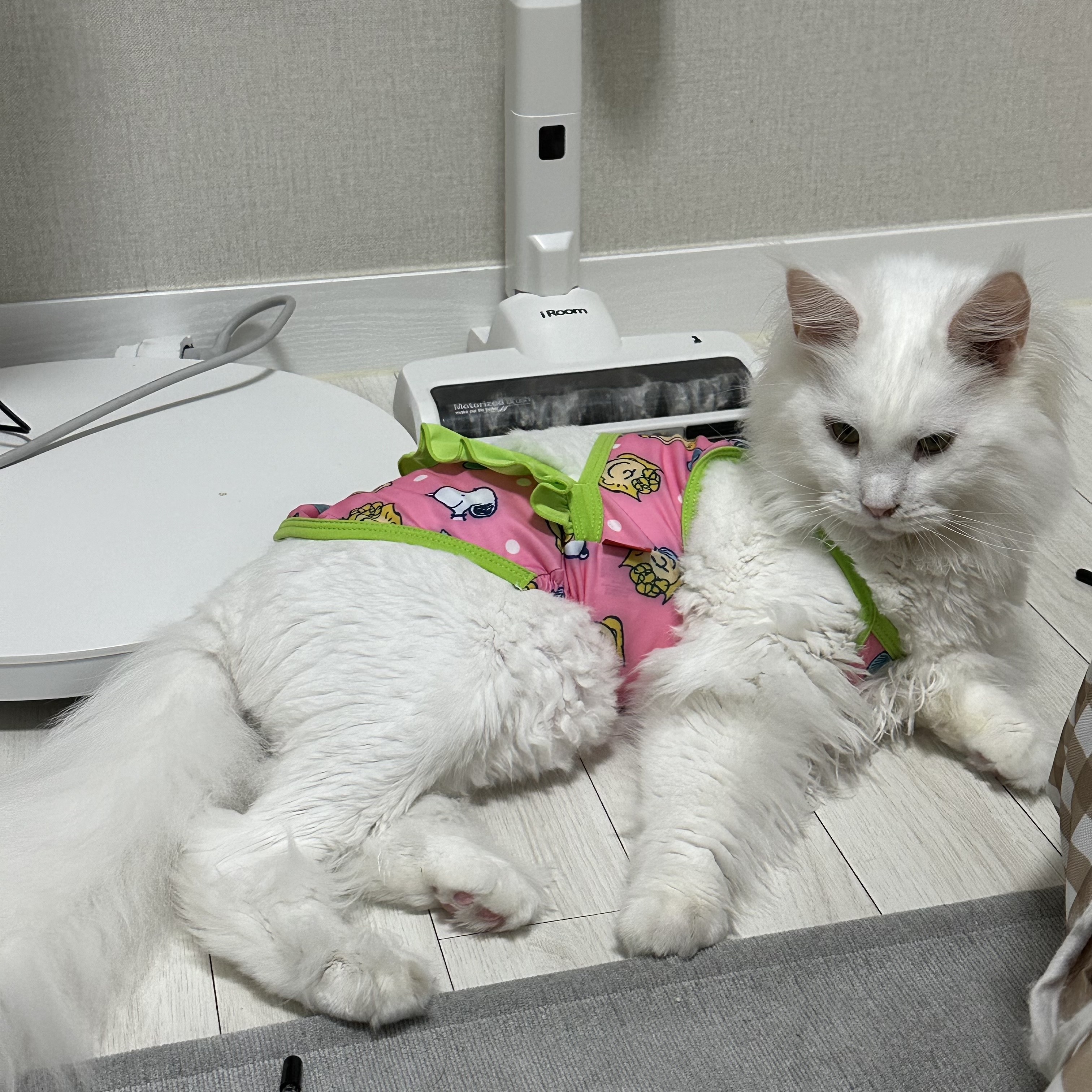 이순이(쟈냐) 입양 1년 후기