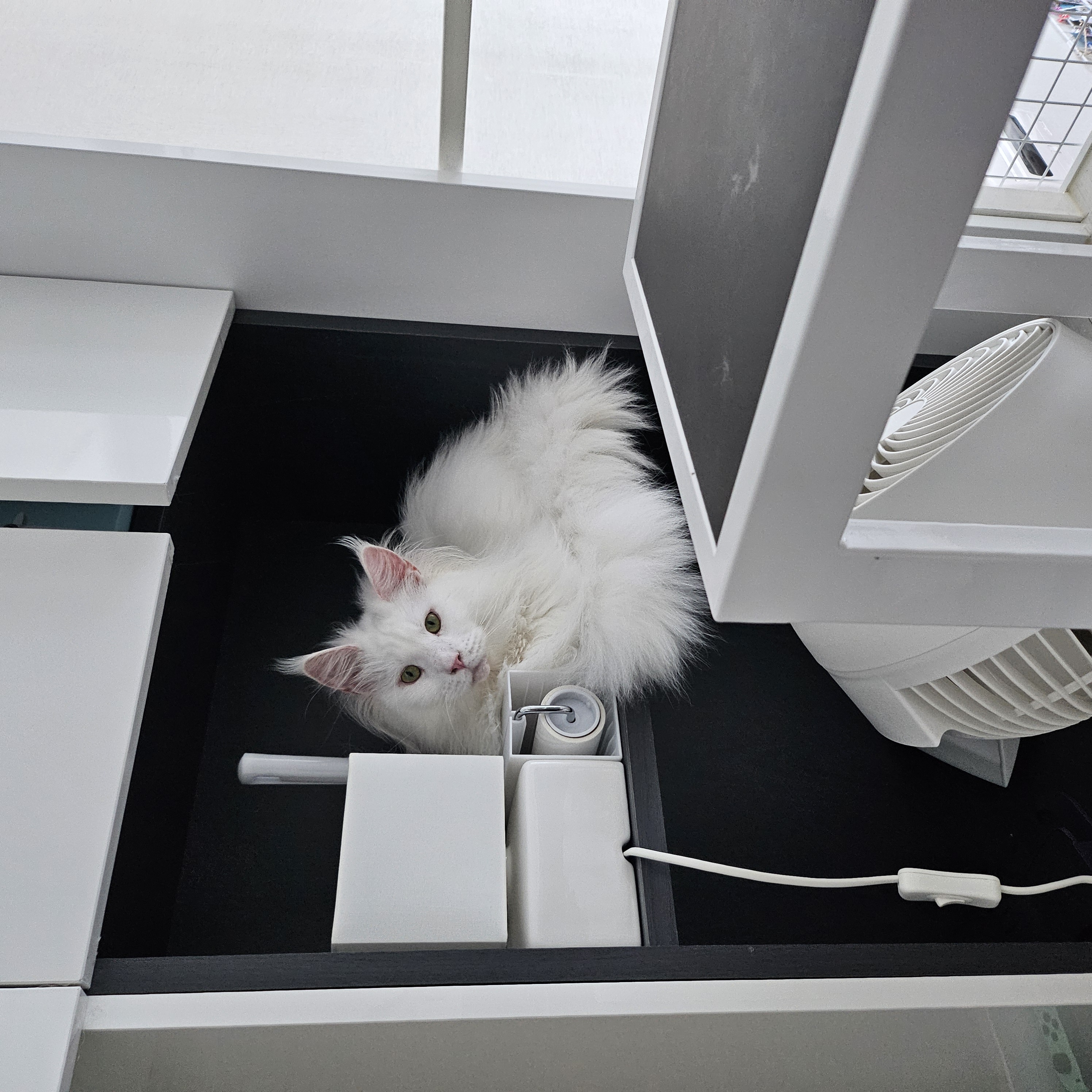 이순이(쟈냐) 입양 1년 후기