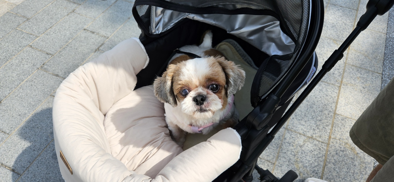 금순(구_용순) 입양후 소식2