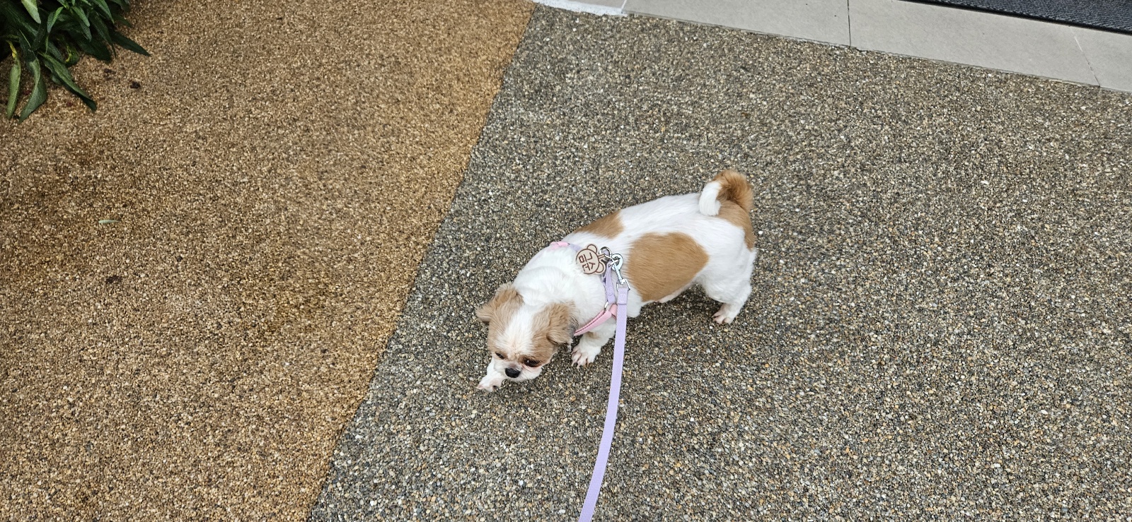 금순(구_용순) 입양후 소식2