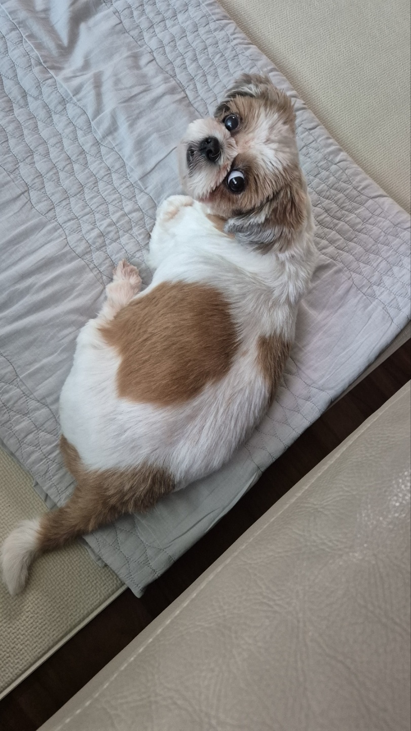 금순(구_용순) 입양후 소식2