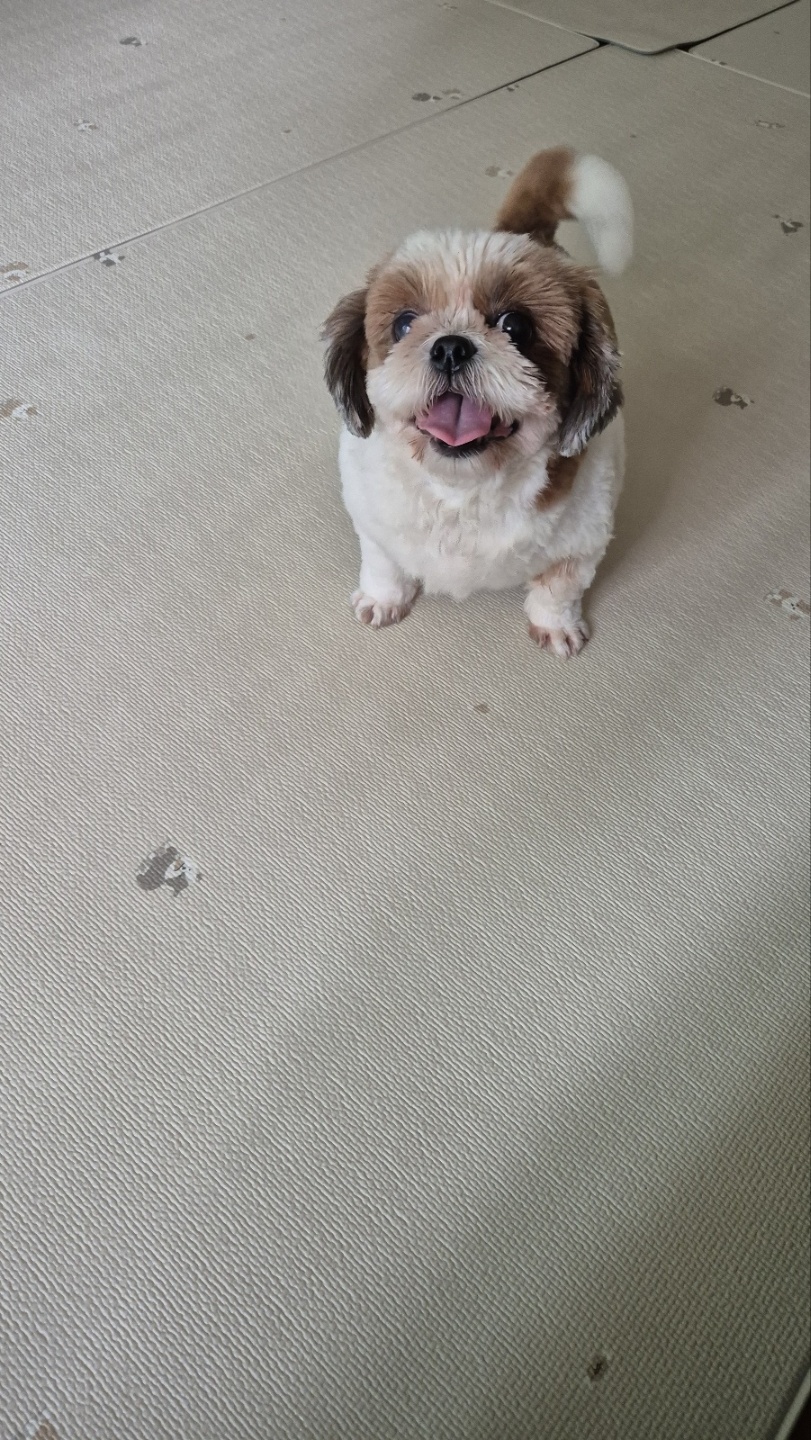 금순(구_용순) 입양후 소식2