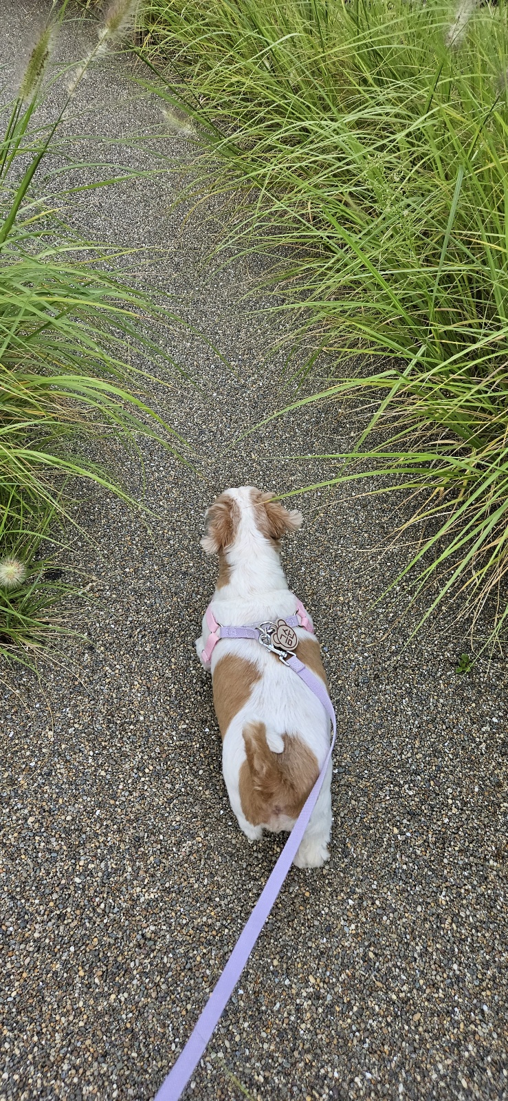 금순(구_용순) 입양후 소식2