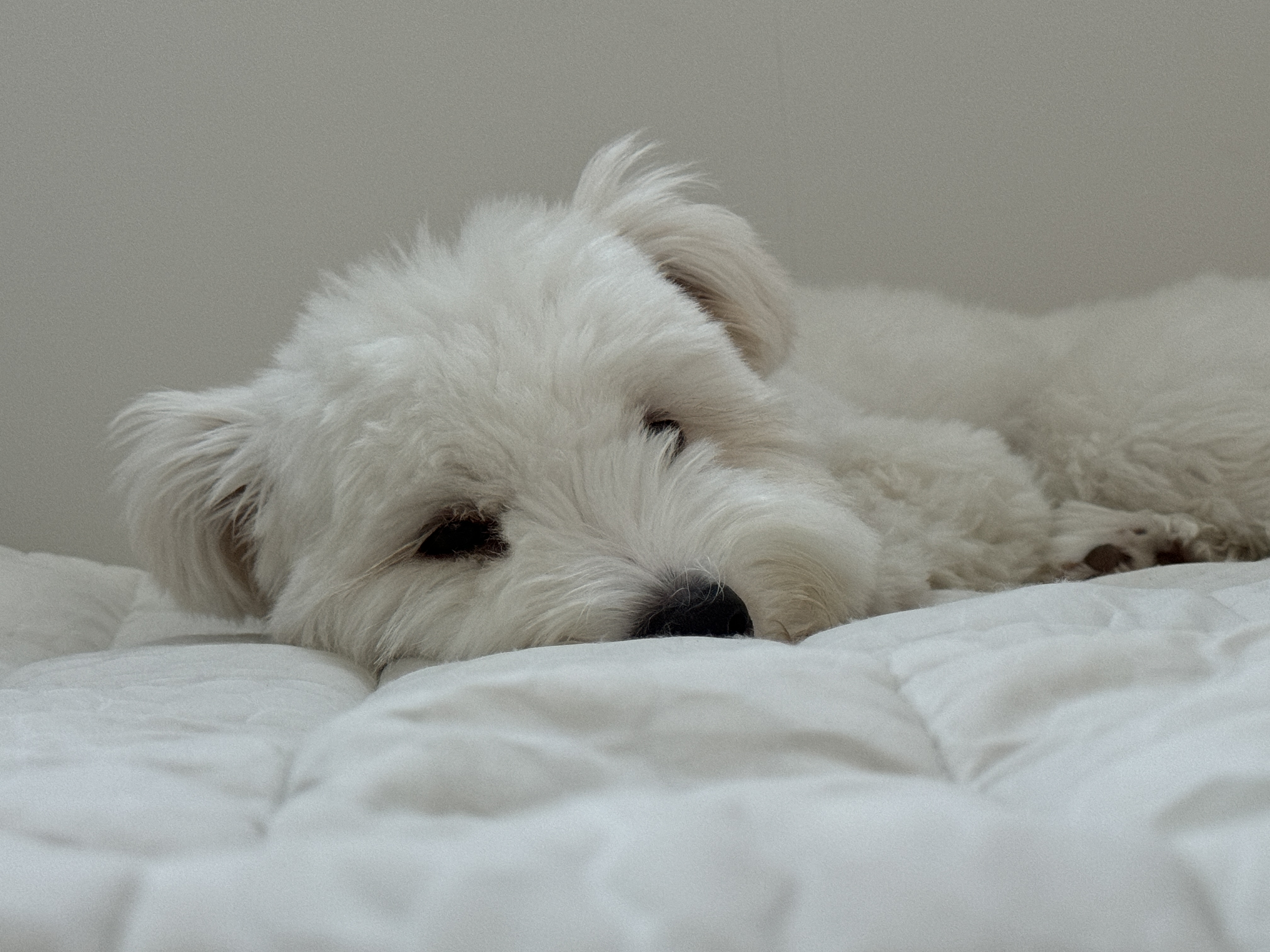 🎄트리(강빛)랑 함께한지 1년이에요