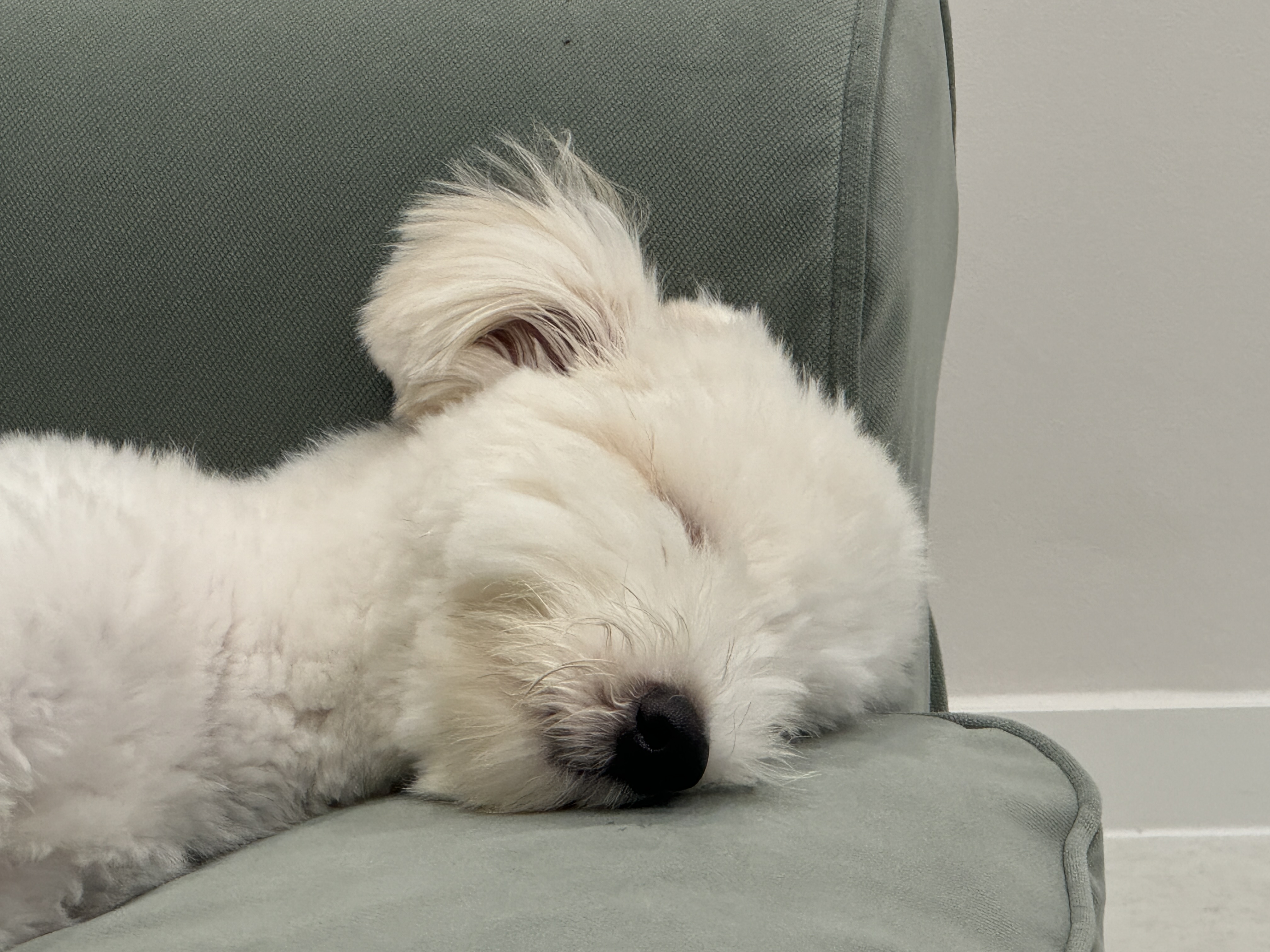 🎄트리(강빛)랑 함께한지 1년이에요