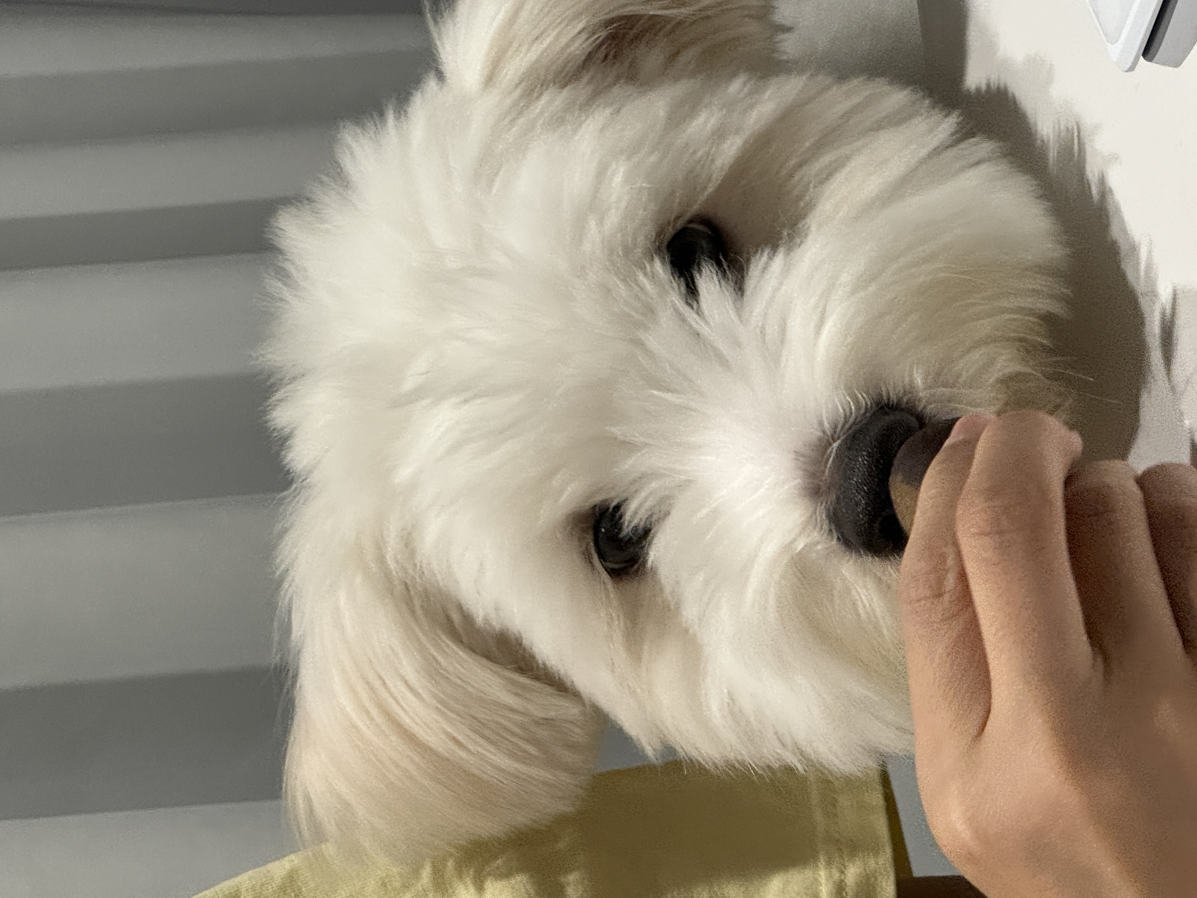 🎄트리(강빛)랑 함께한지 1년이에요