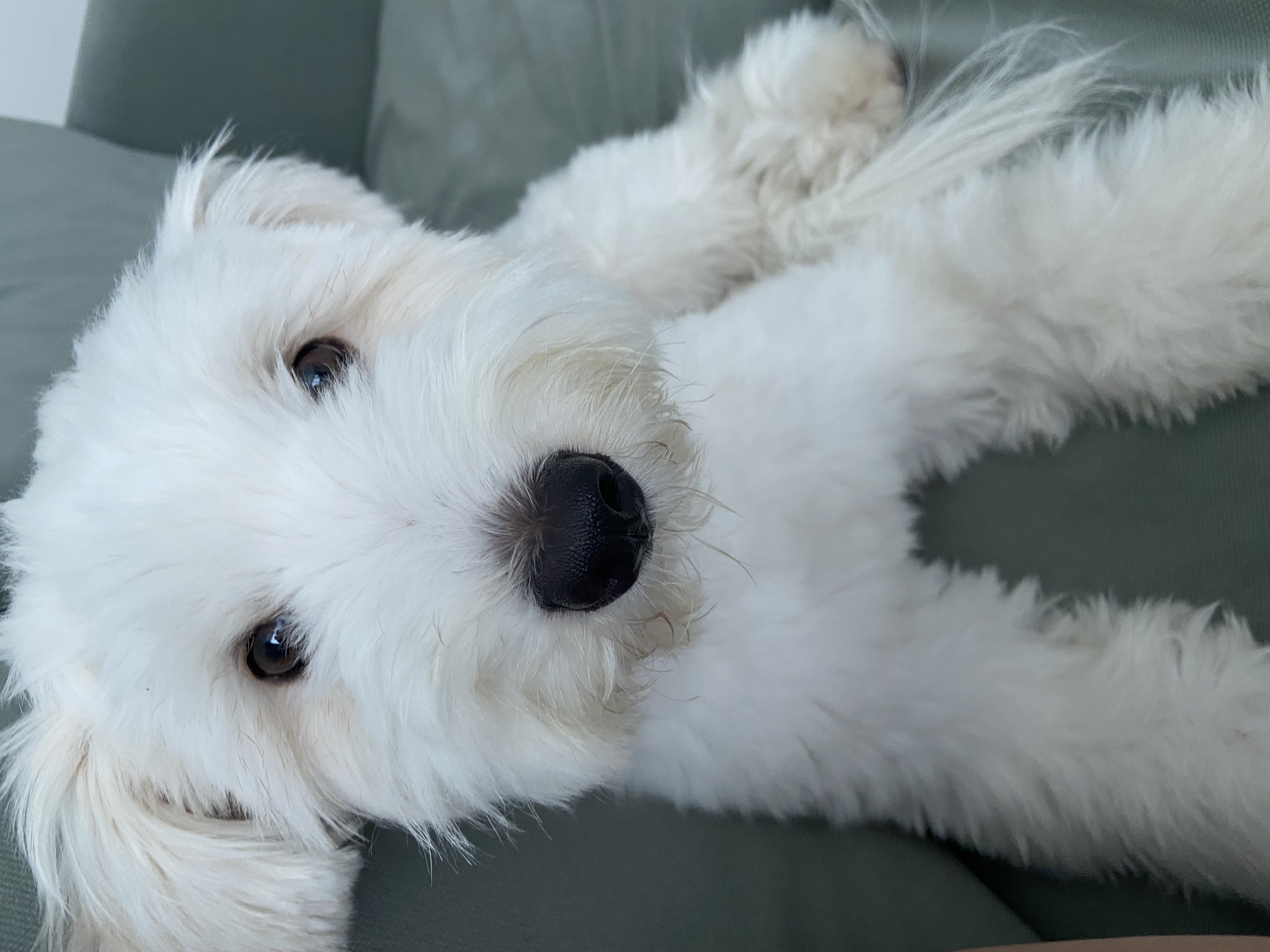 🎄트리(강빛)랑 함께한지 1년이에요