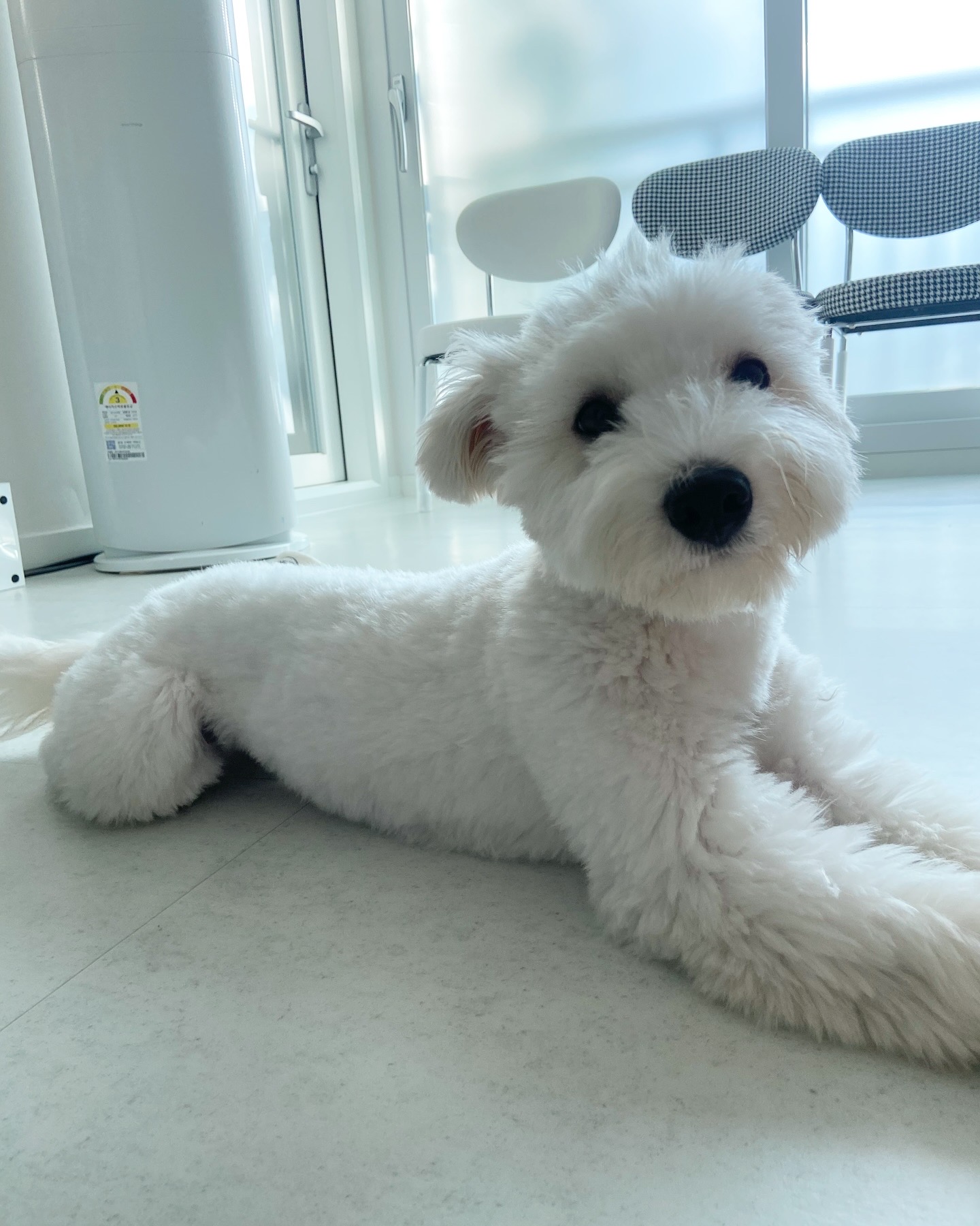 🎄트리(강빛)랑 함께한지 1년이에요