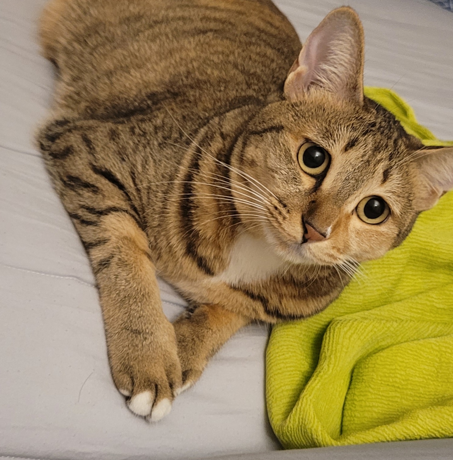 일튼이(꽁이) 9개월차