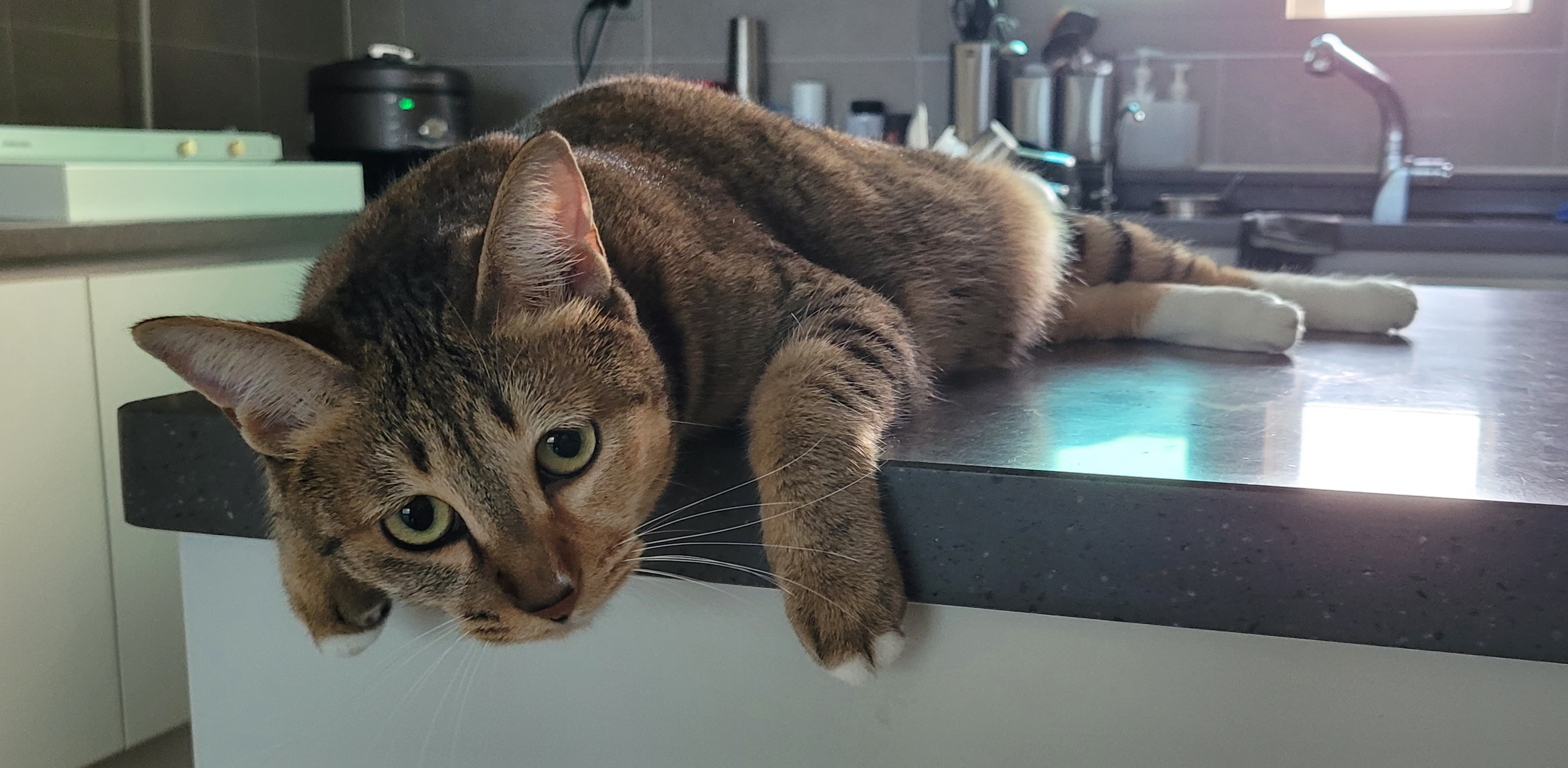 일튼이(꽁이) 9개월차