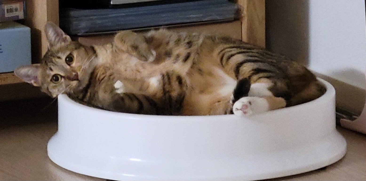 일튼이(꽁이) 9개월차