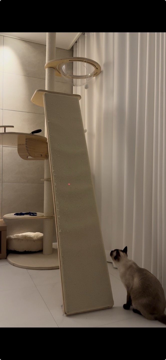 벨라 소식 - 입양한지 벌써 만으로 5개월 다되어가네요~