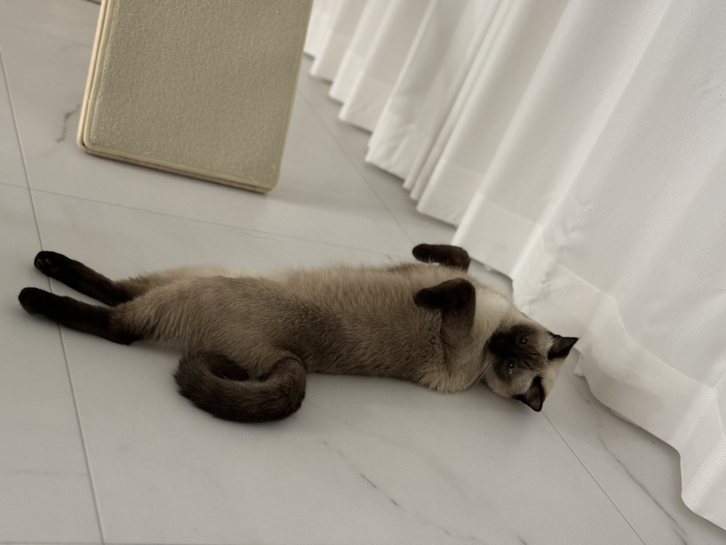 벨라 소식 - 입양한지 벌써 만으로 5개월 다되어가네요~