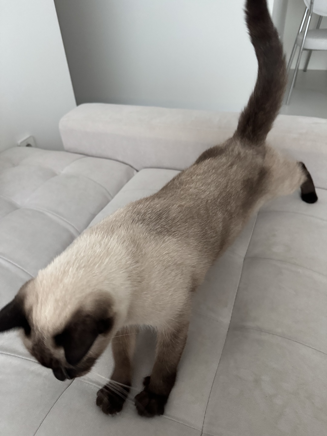 벨라 소식 - 입양한지 벌써 만으로 5개월 다되어가네요~