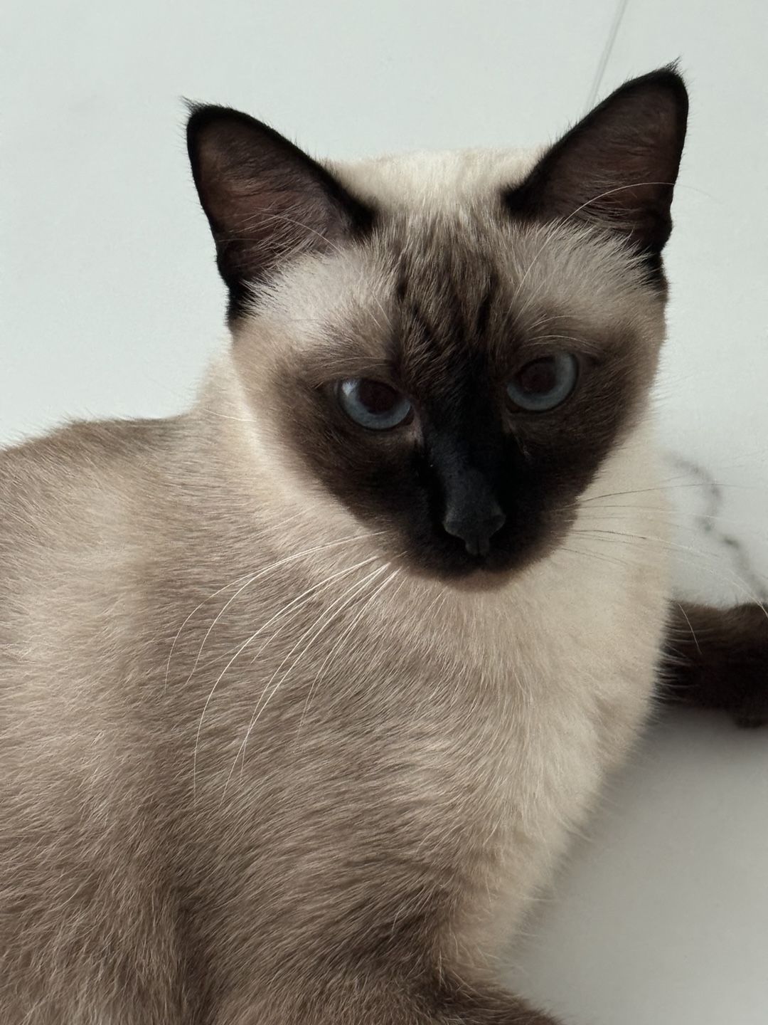 벨라 소식 - 입양한지 벌써 만으로 5개월 다되어가네요~