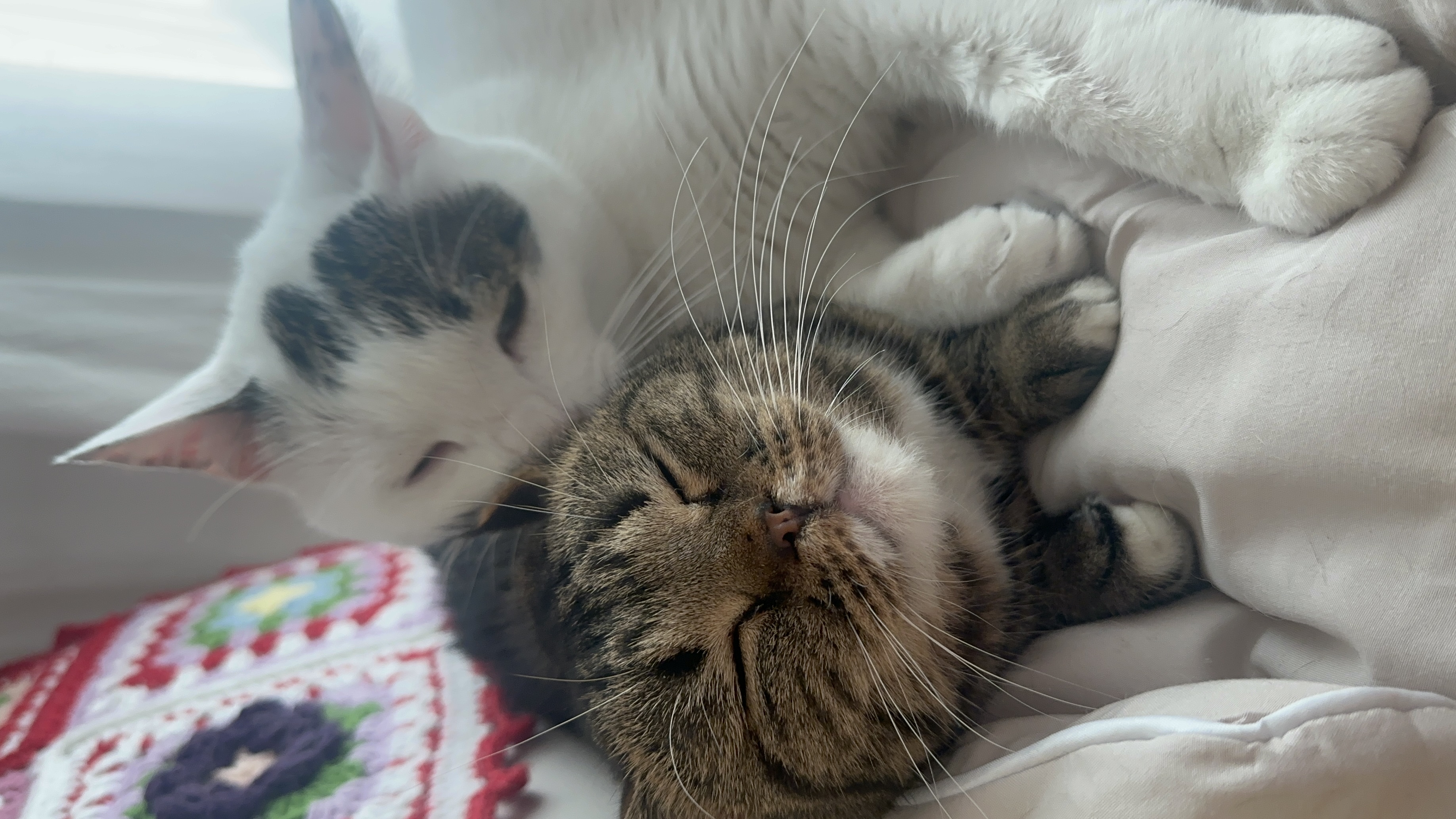 아슬이(요미) 1주년 후기