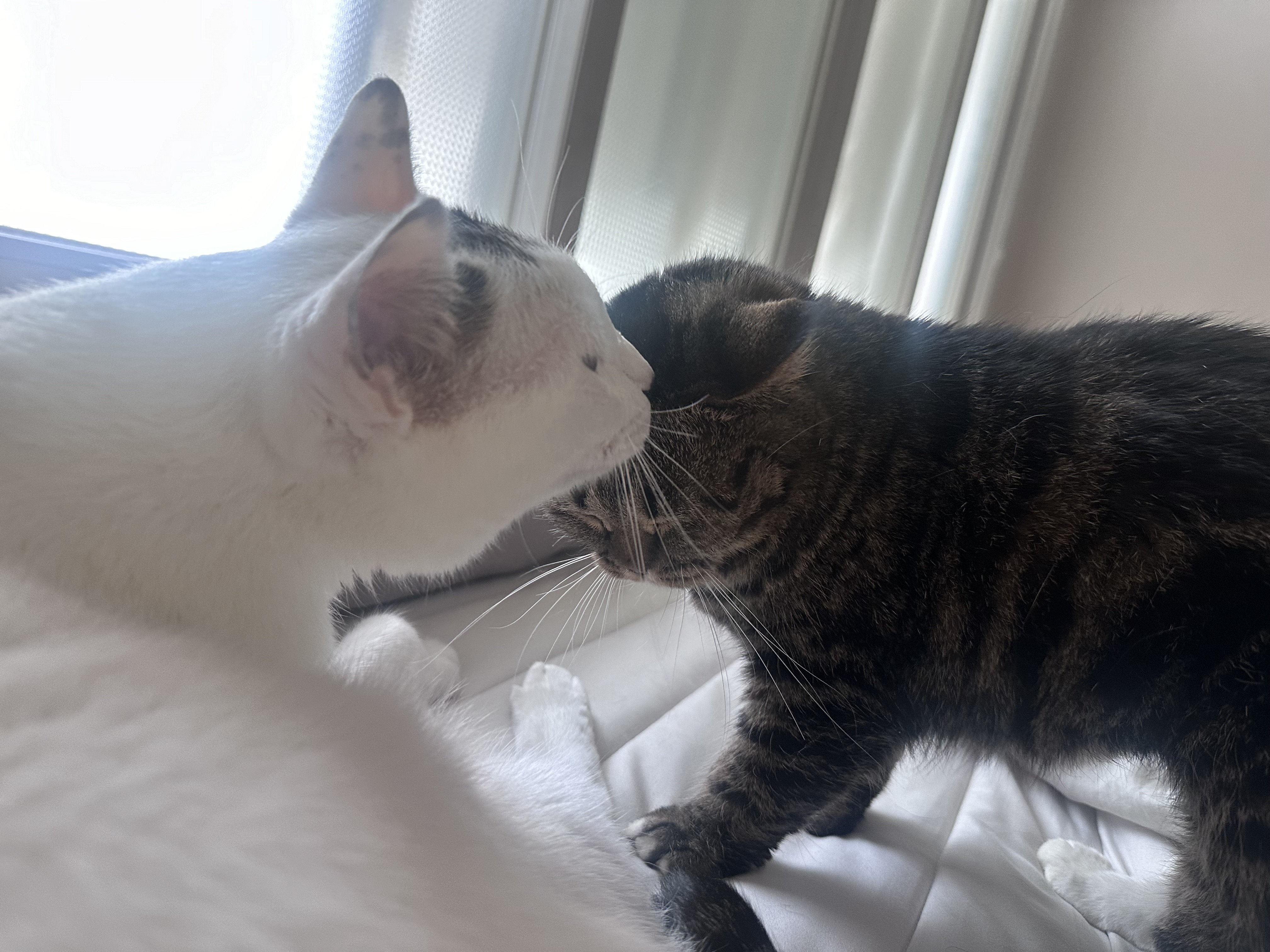 아슬이(요미) 1주년 후기