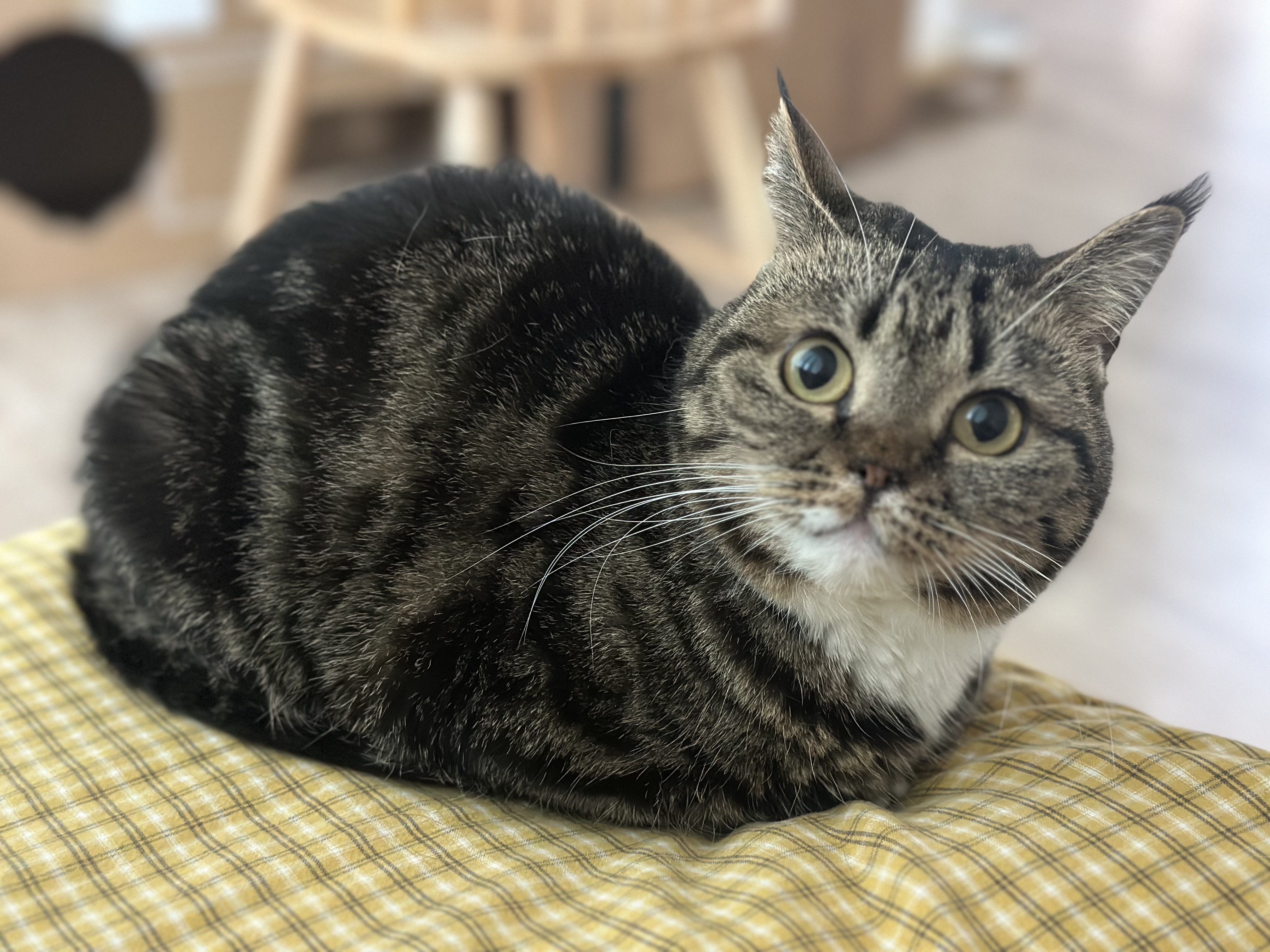 아슬이(요미) 1주년 후기