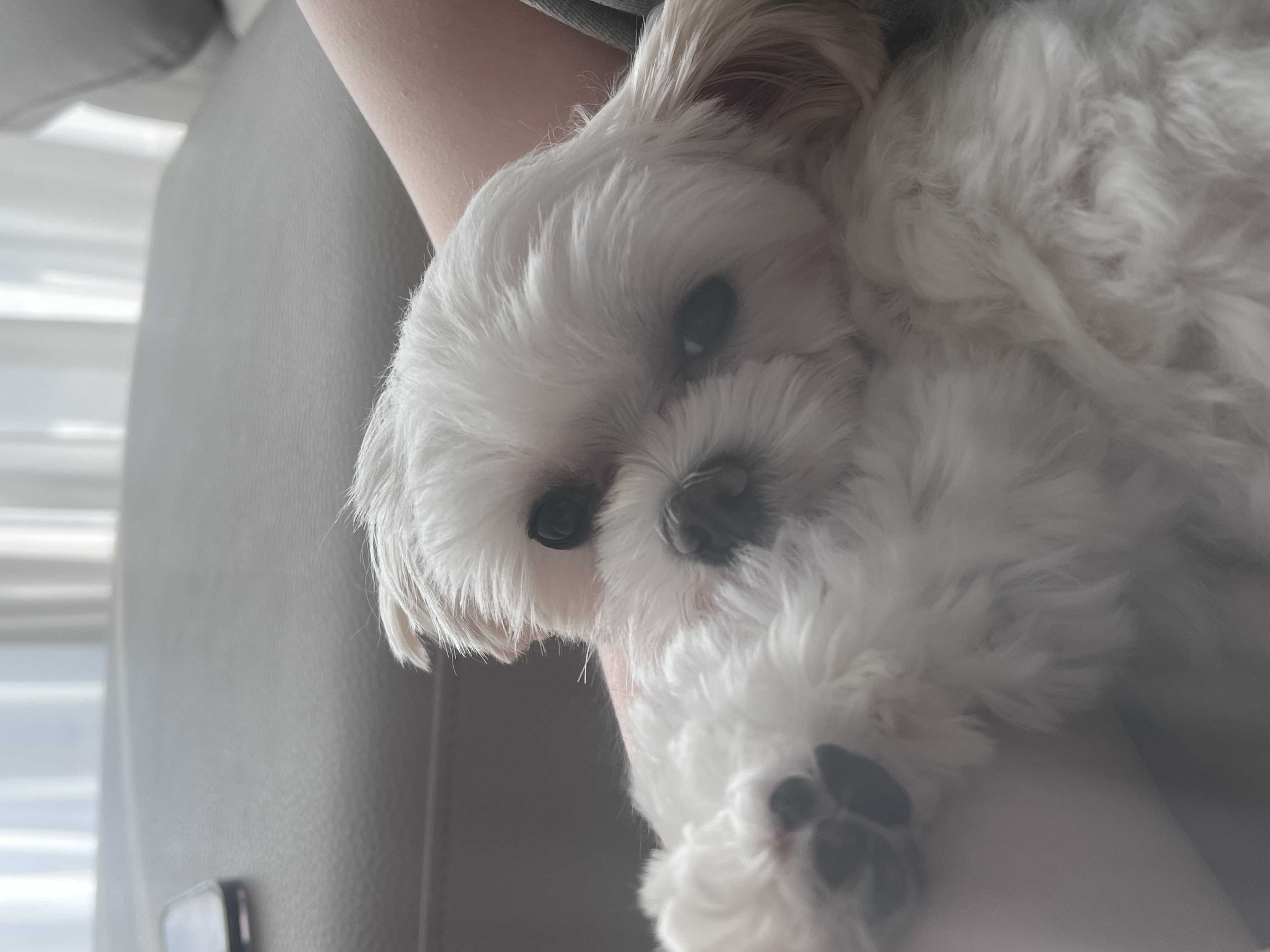 뽀숑이 임보 1개월 :)