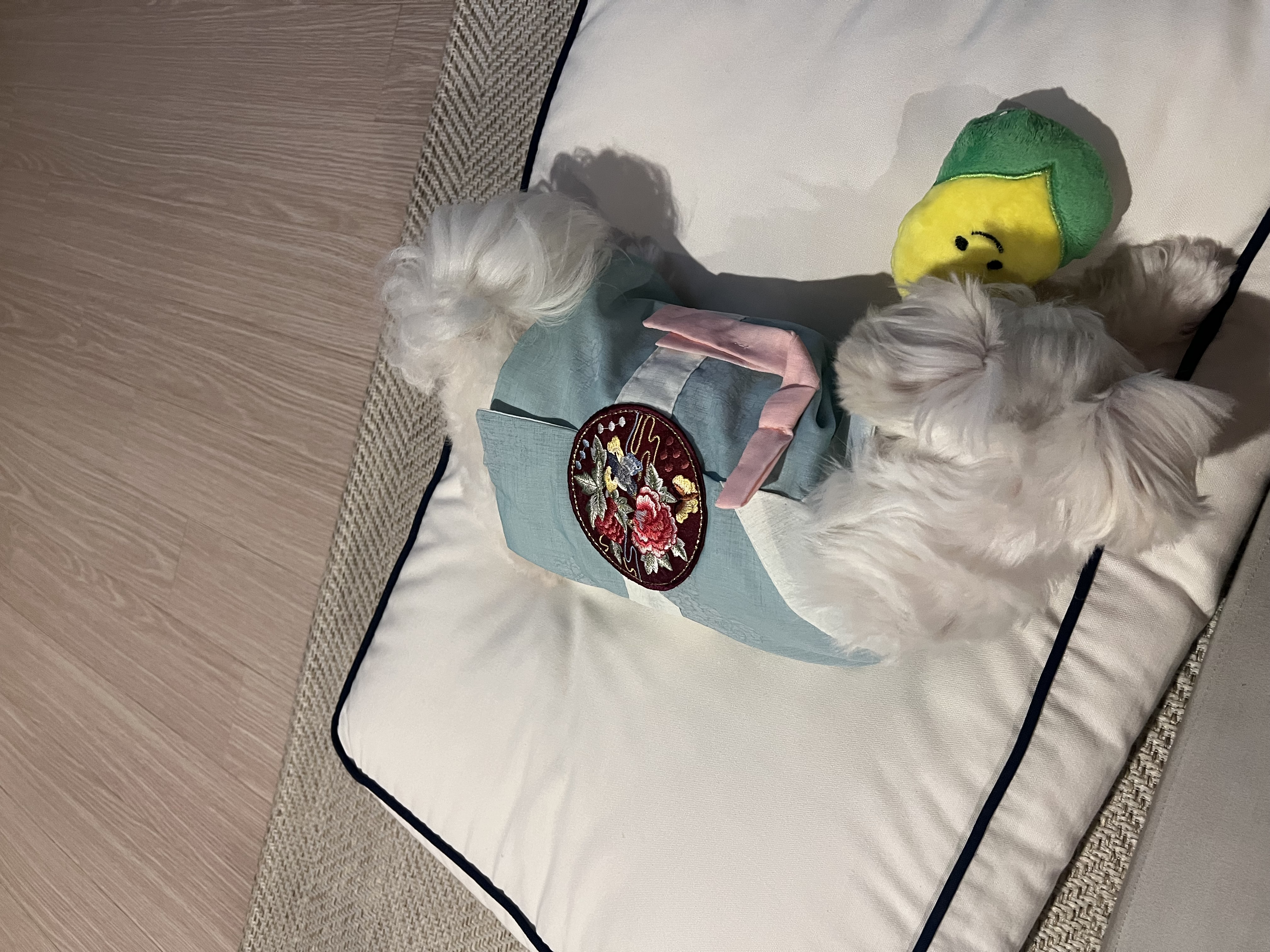 뽀숑이 임보 1개월 :)