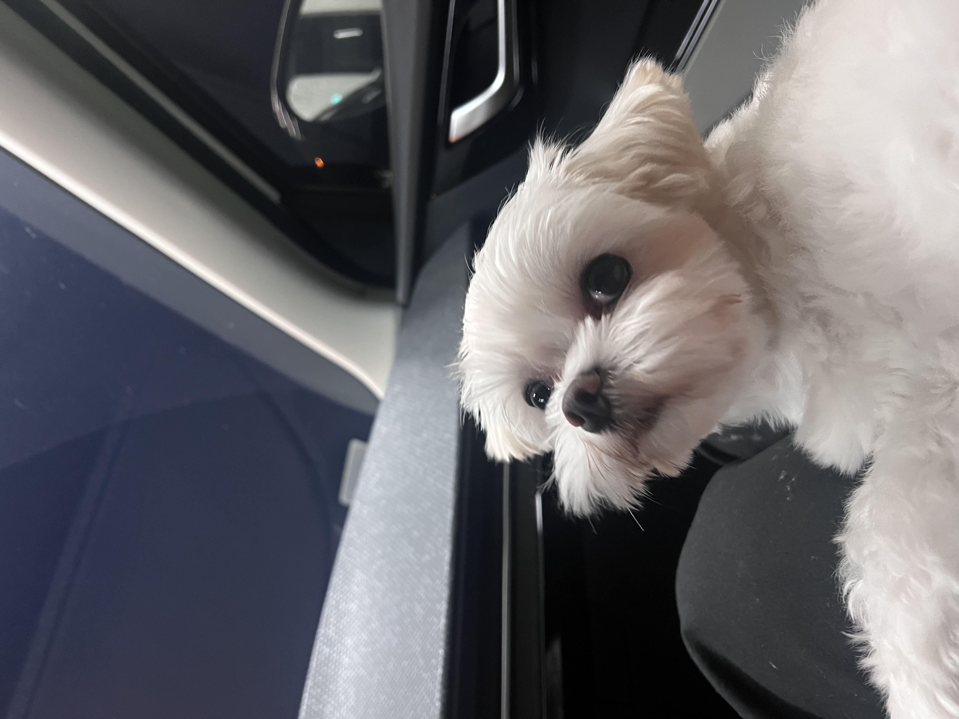 뽀숑이 임보 1개월 :)