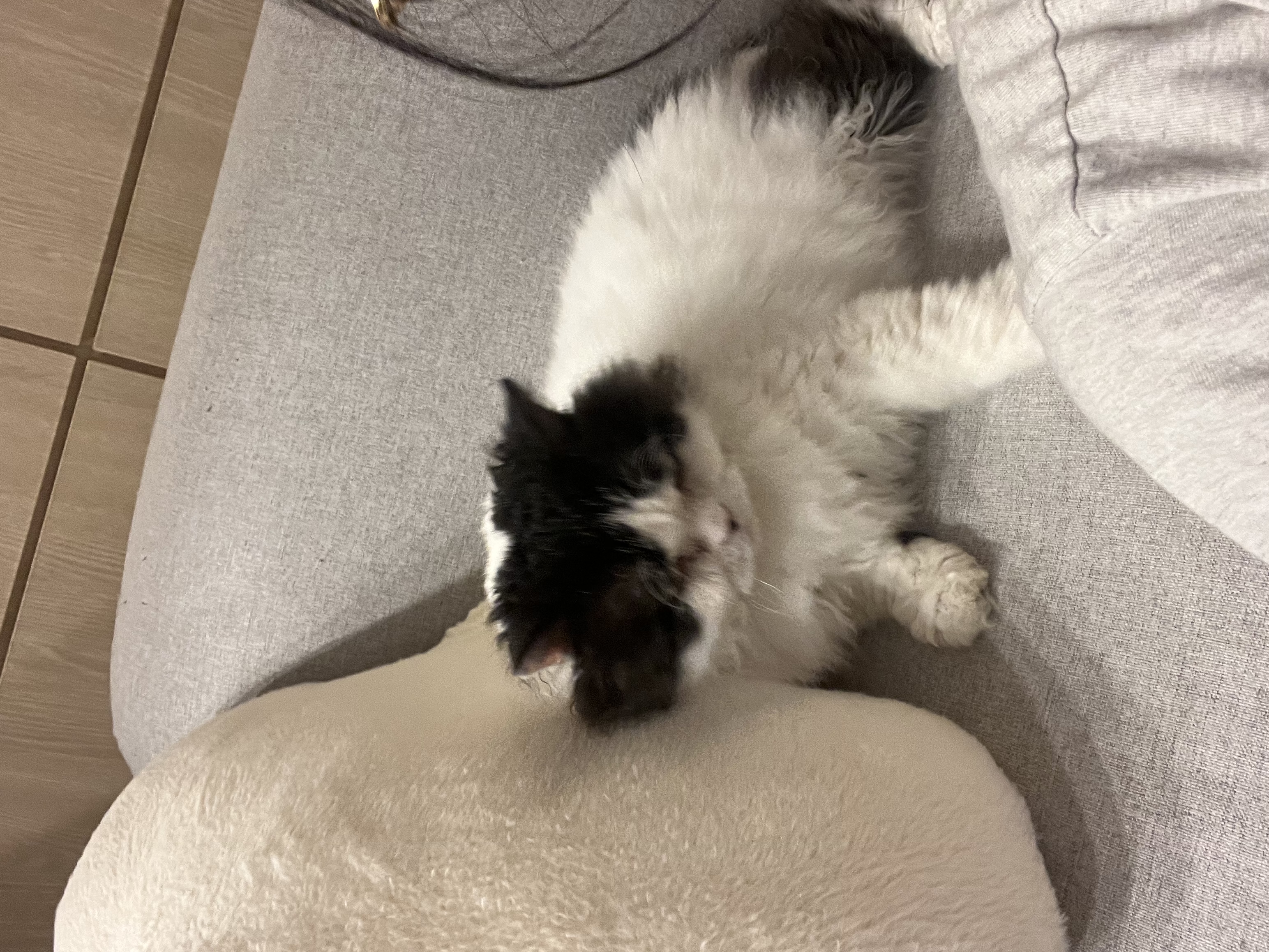 하루의 세번째 하루(구 왕꿍이)