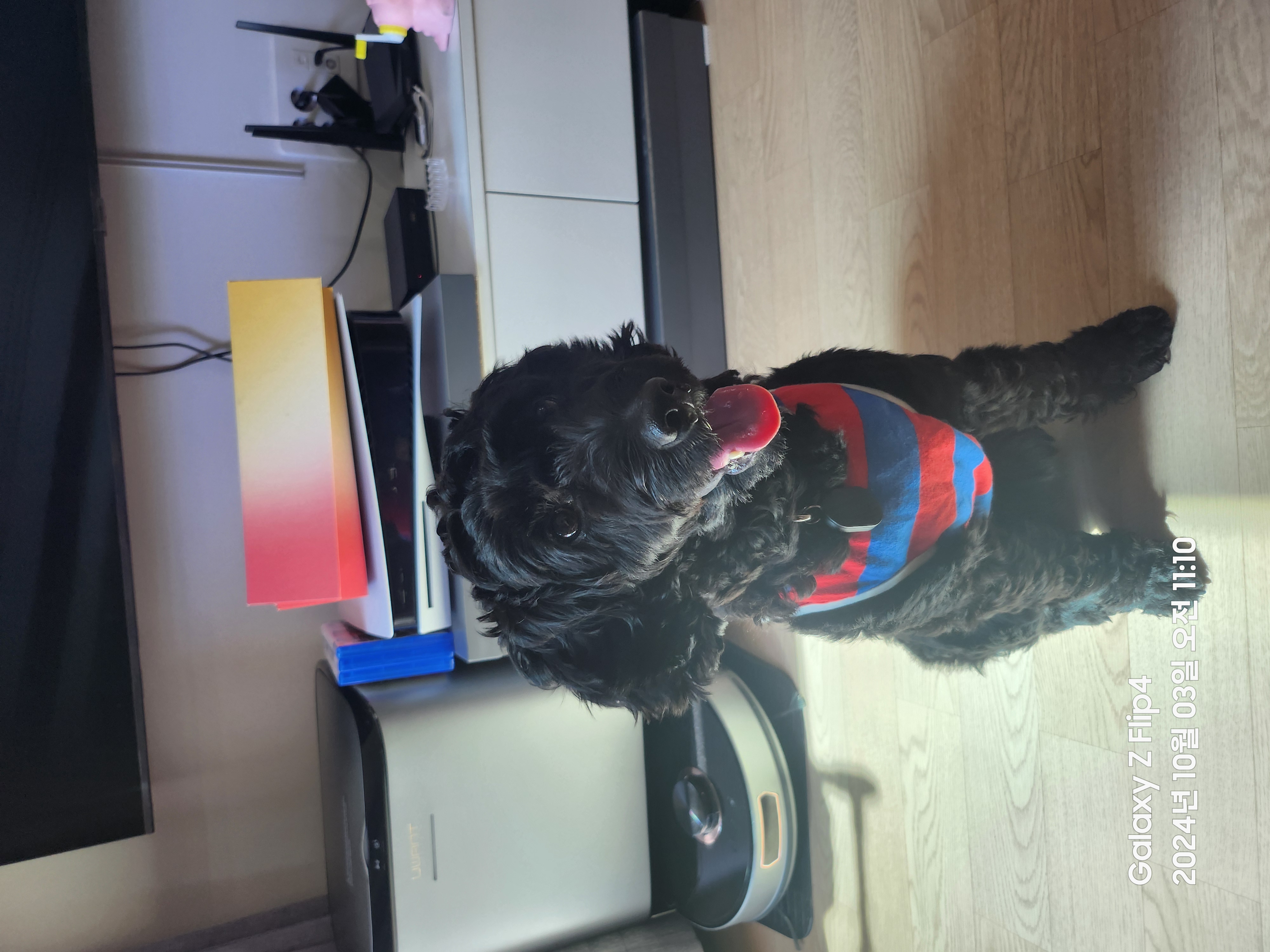 임시보호 1주일차 치치 