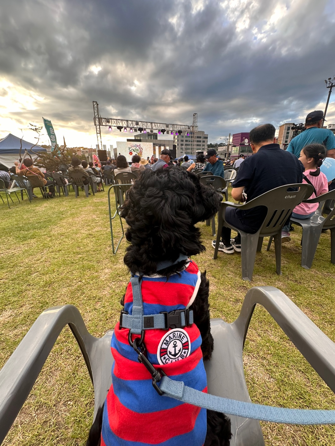 임시보호 1주일차 치치 