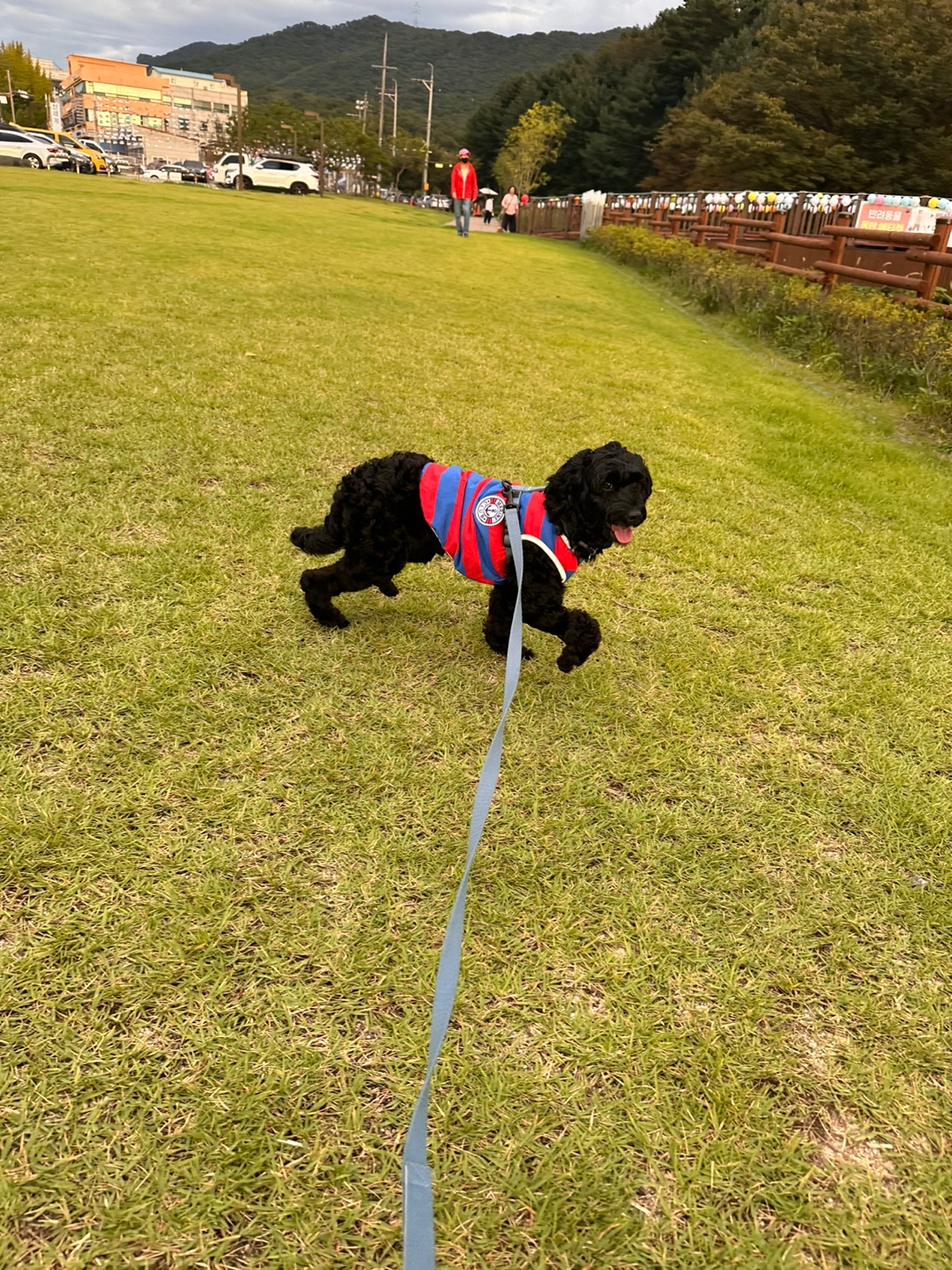 임시보호 1주일차 치치 