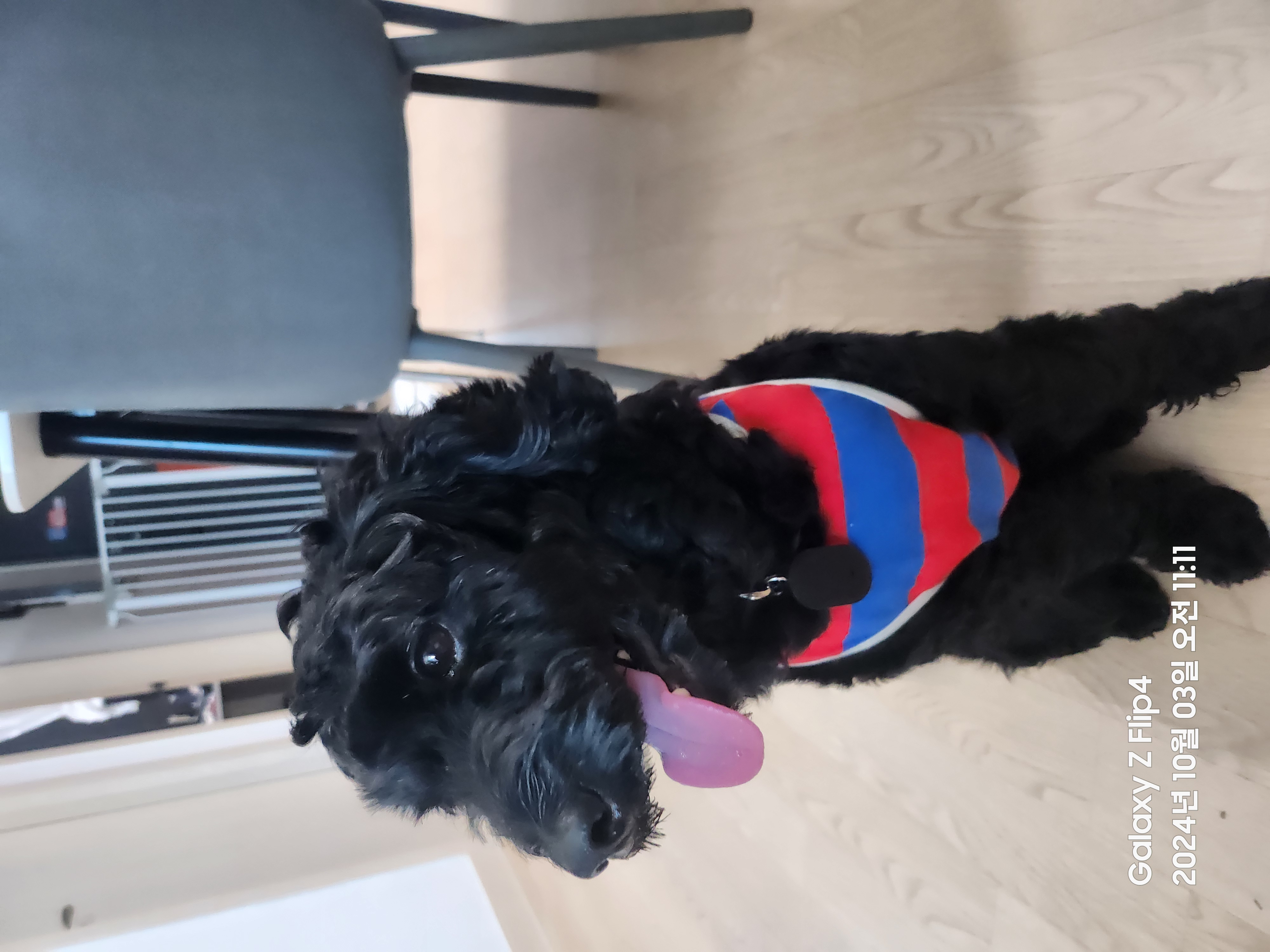 임시보호 1주일차 치치 