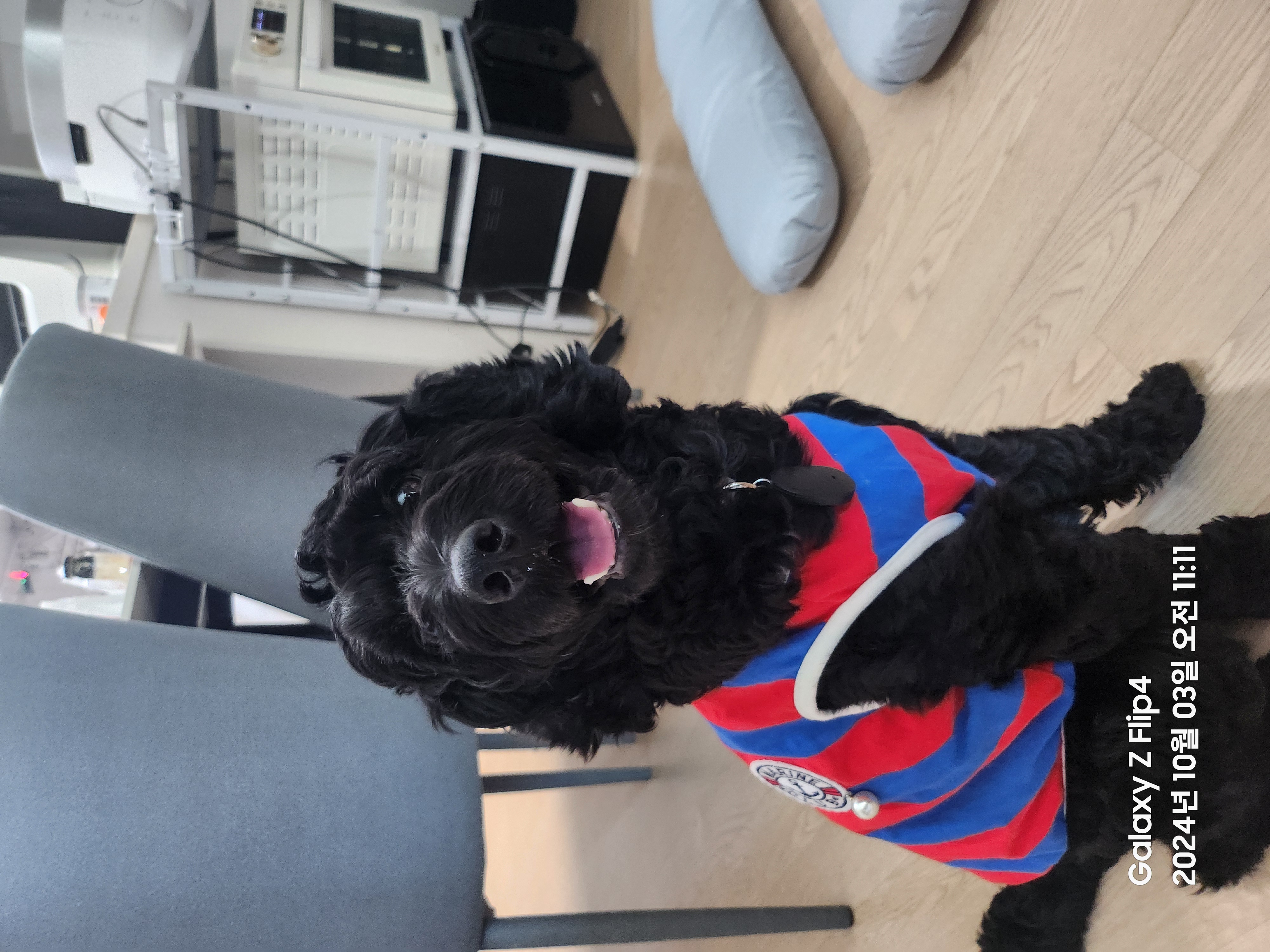 임시보호 1주일차 치치 