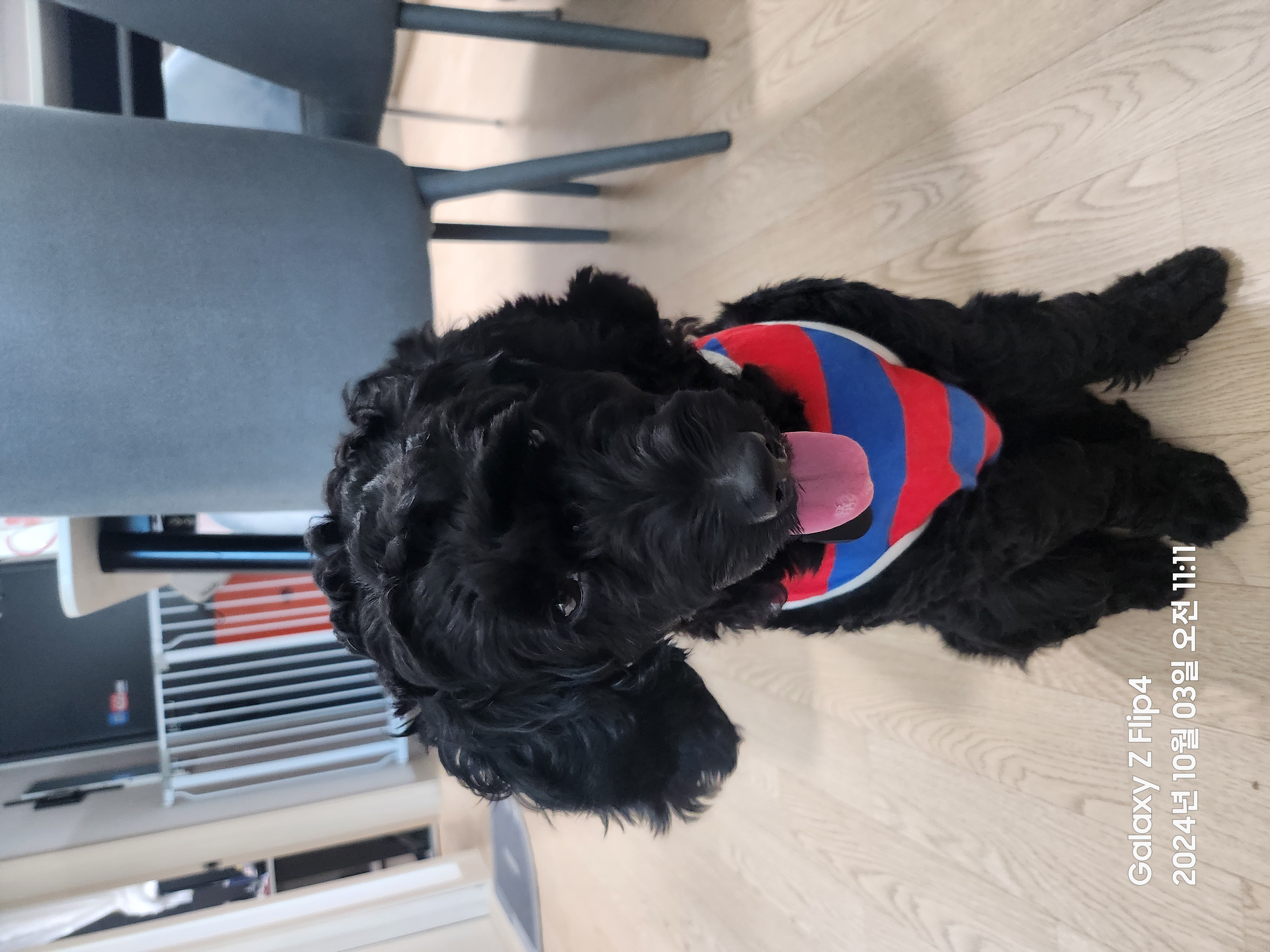 임시보호 1주일차 치치 