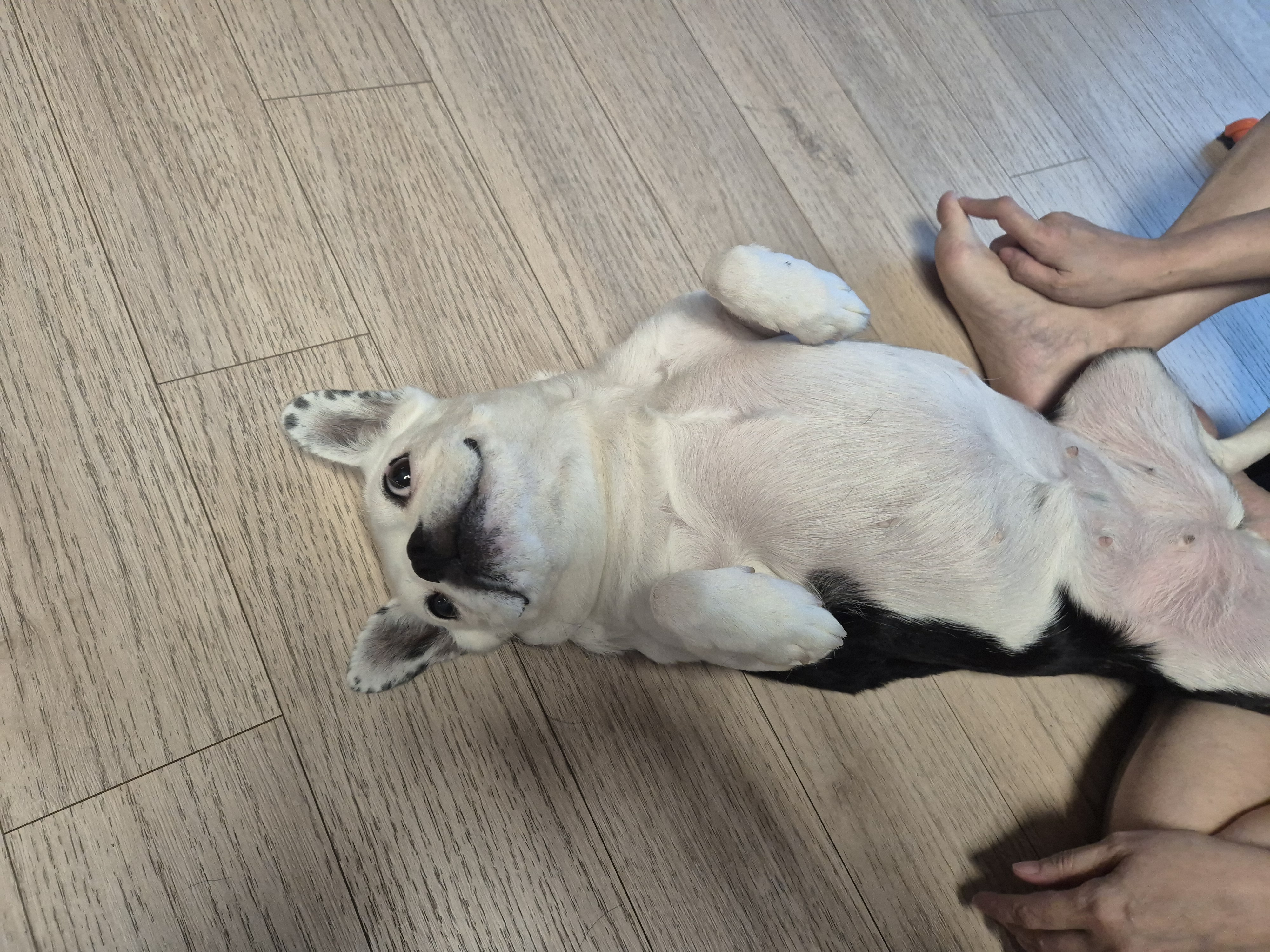 애둥이 소소한 근황