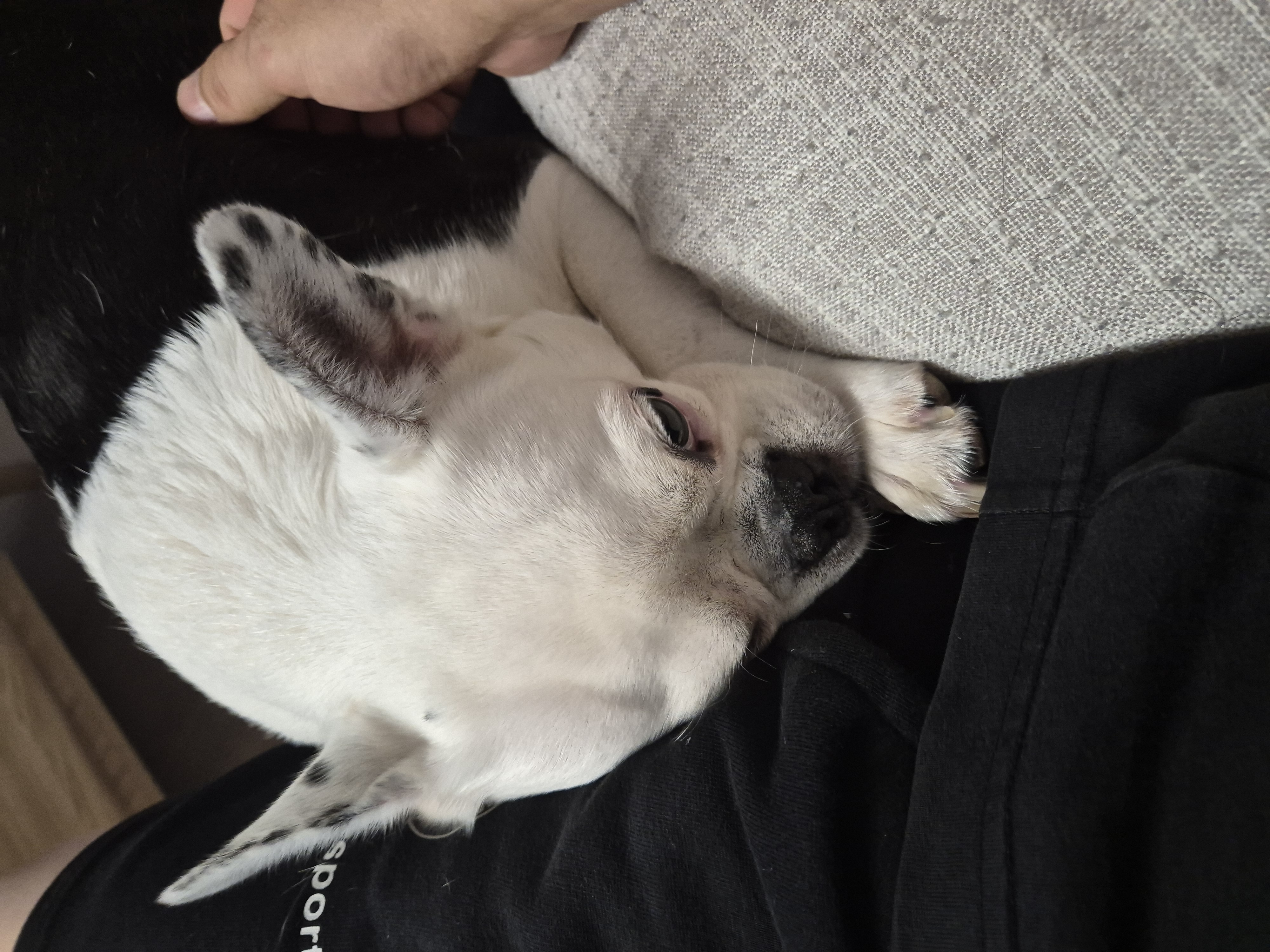 애둥이 소소한 근황